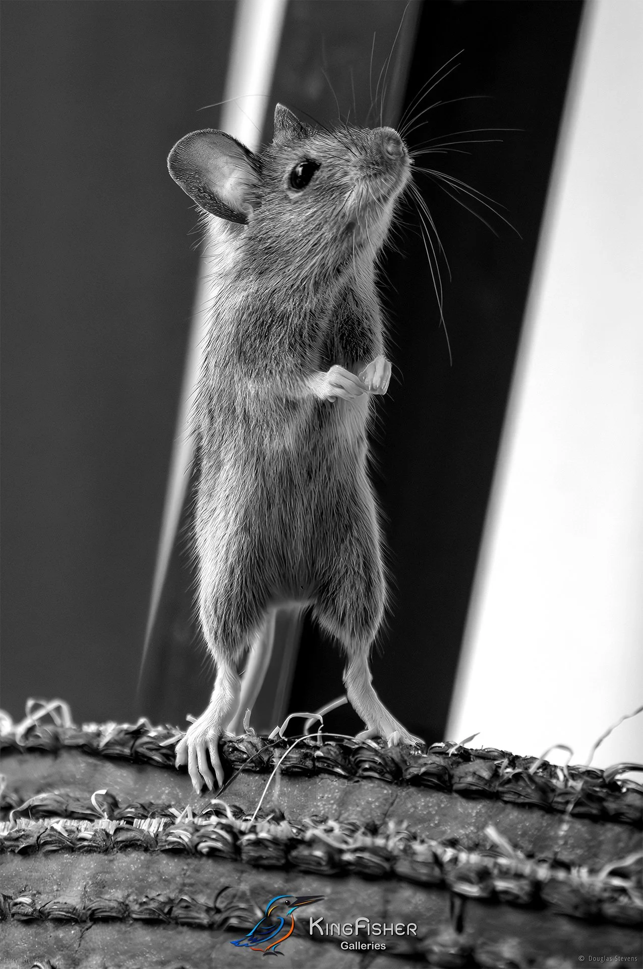 277_DST_Animals_Wood_Mouse_Excuse_Me_Sir_P_BW.jpg