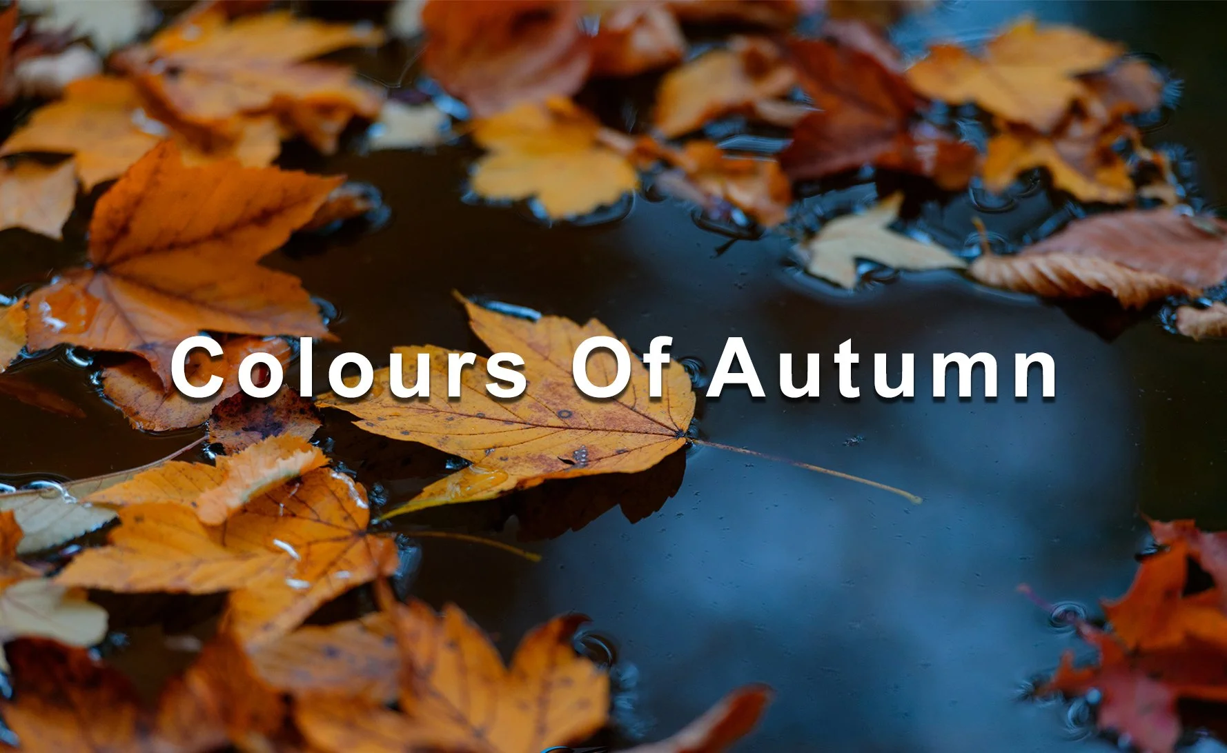_0007_Colours_Of_Autumn_Gallery_Thumb_1800x1100px.jpg