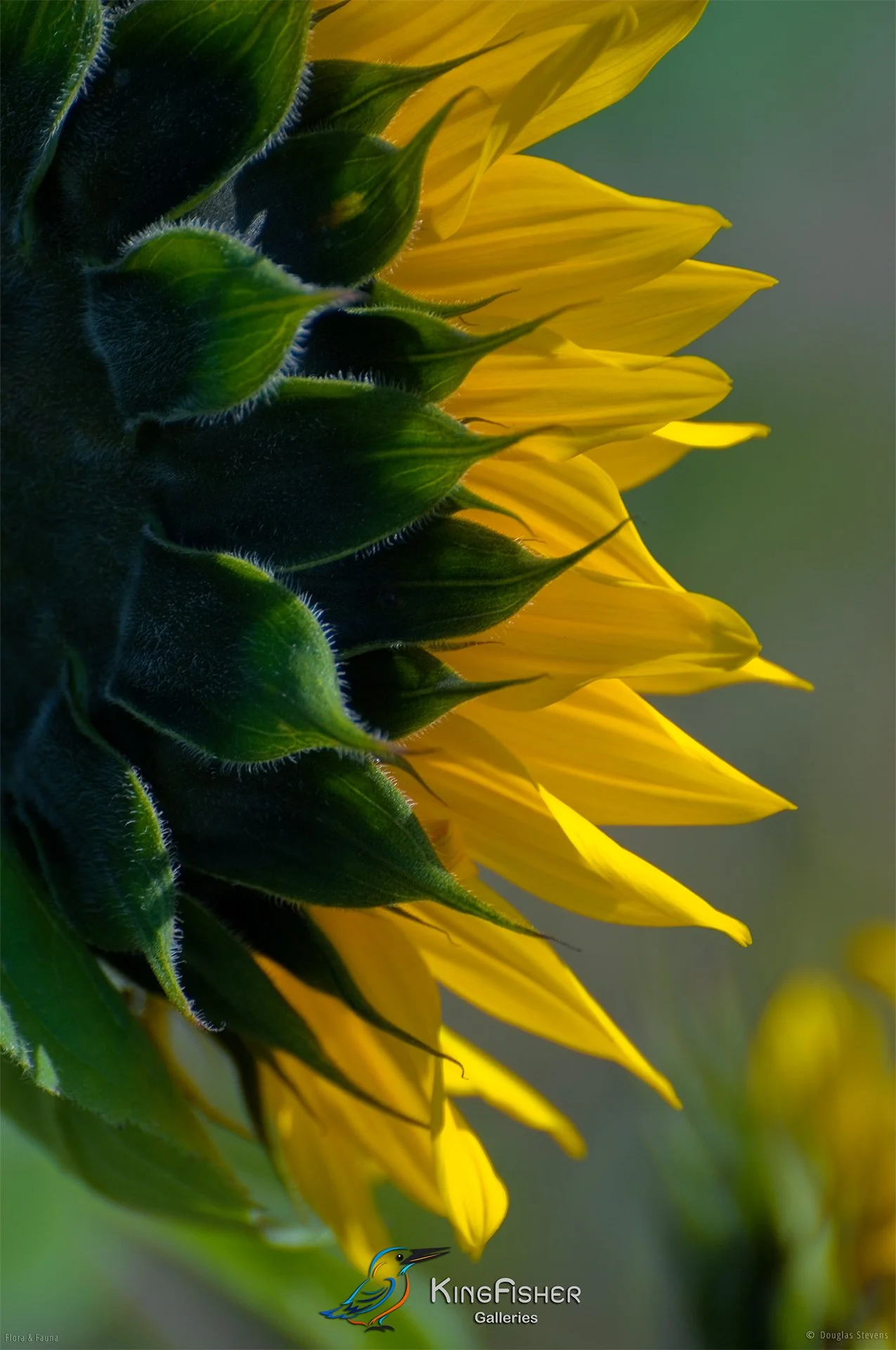 050_DST_Flora_Fauna_2010_Sunflower_P.jpg