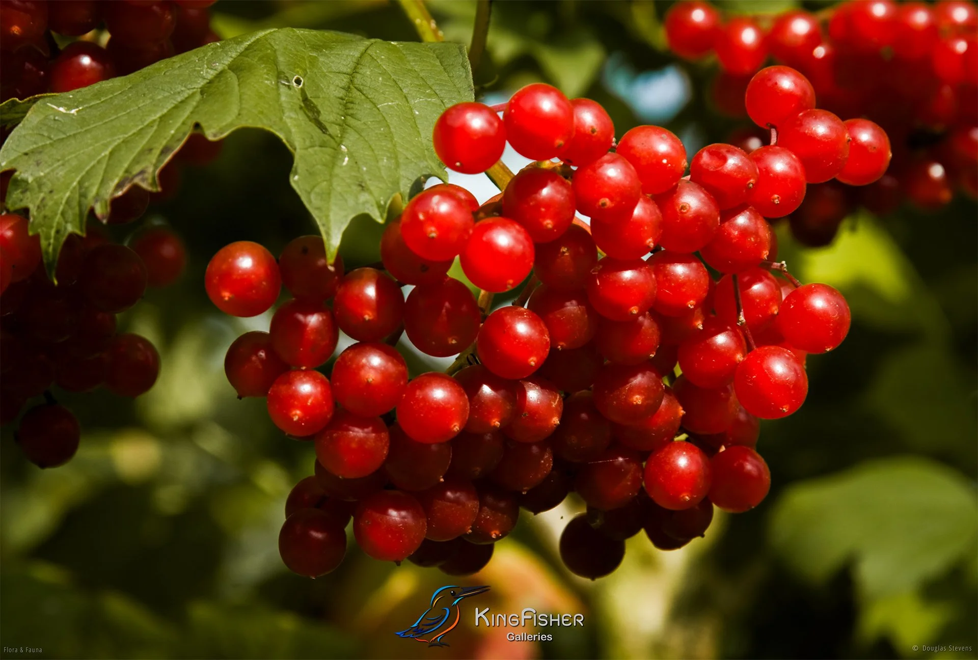 056_DST_Flora_Fauna_2010_Redcurrants_L.jpg