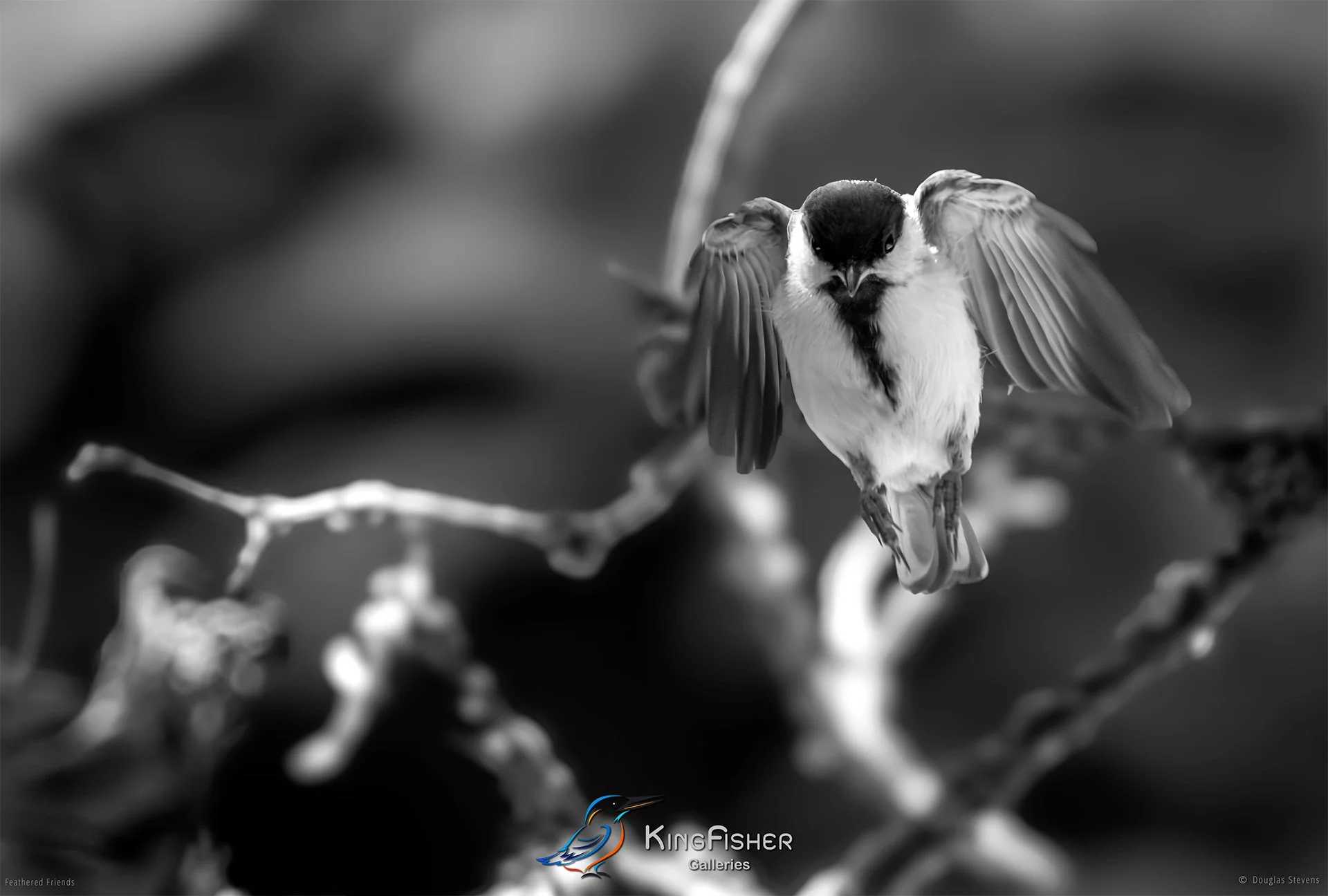 687_DST_Birds_2025_Blue_Tit_Head_On_03_L_BW.jpg