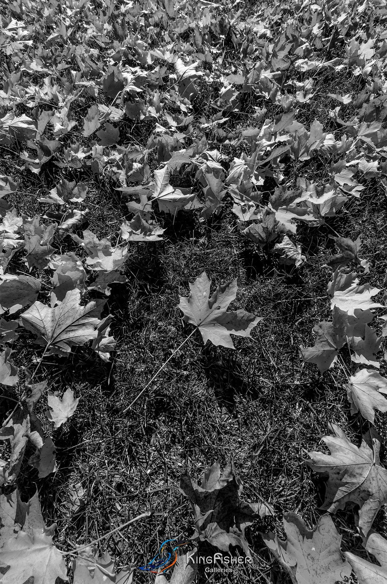 091_DST_Colours_Of_Autumn_P_BW.jpg