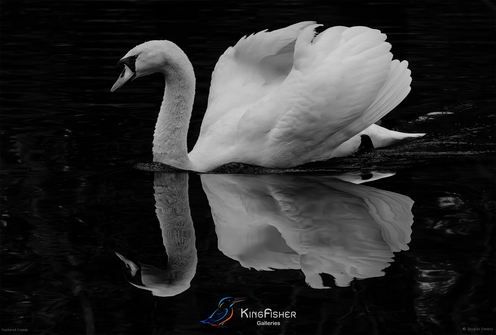 681_DST_Birds_2025_Mute_Swan_L_BW.jpg