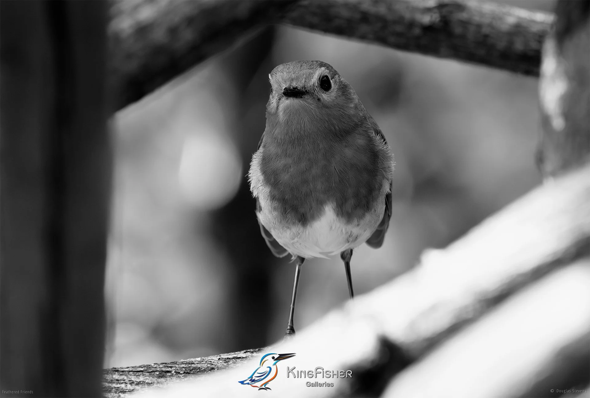 518_DST_Birds_2025_Robin_Poser_L_BW.jpg