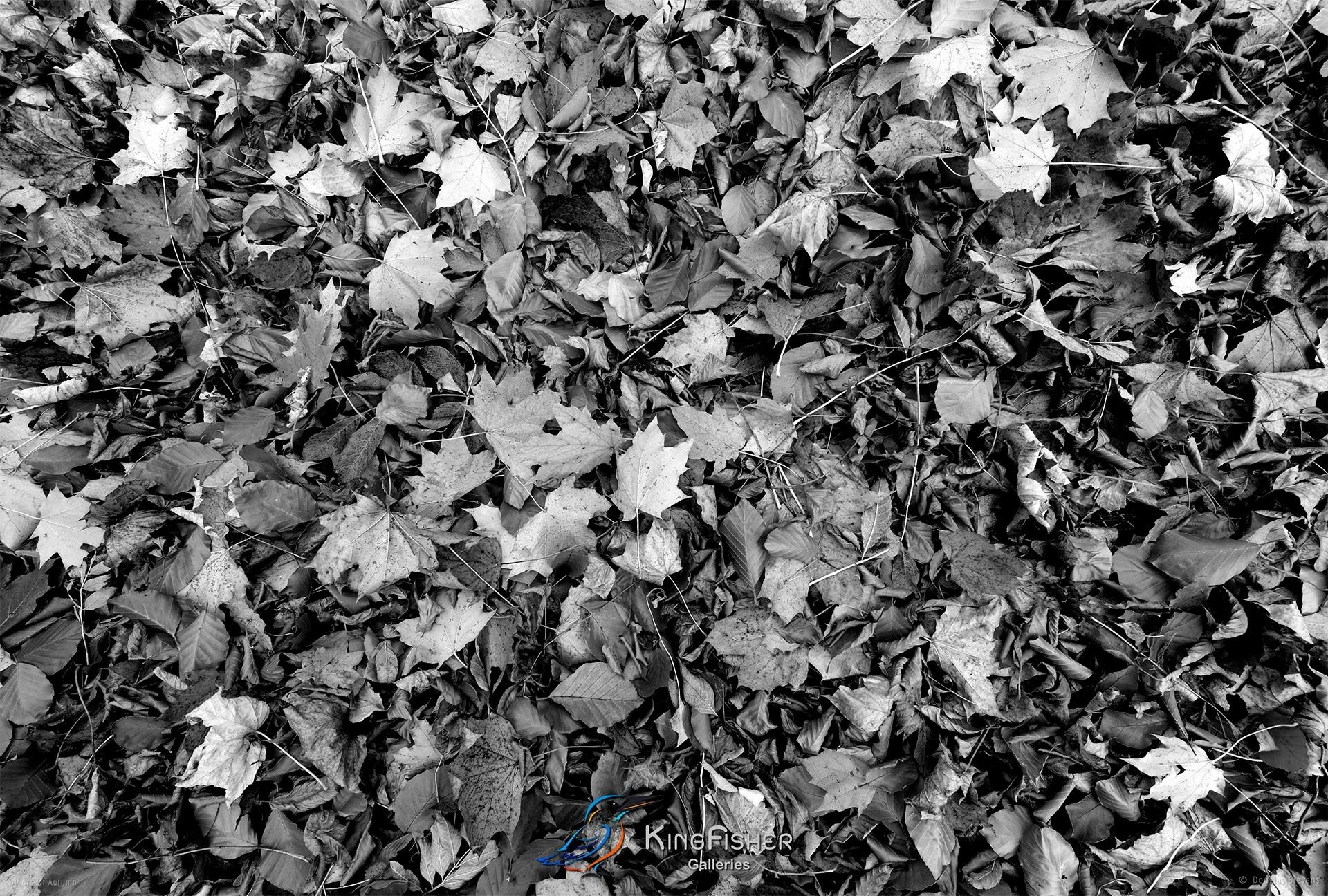 014_DST_Colours_Of_Autumn_L_BW.jpg