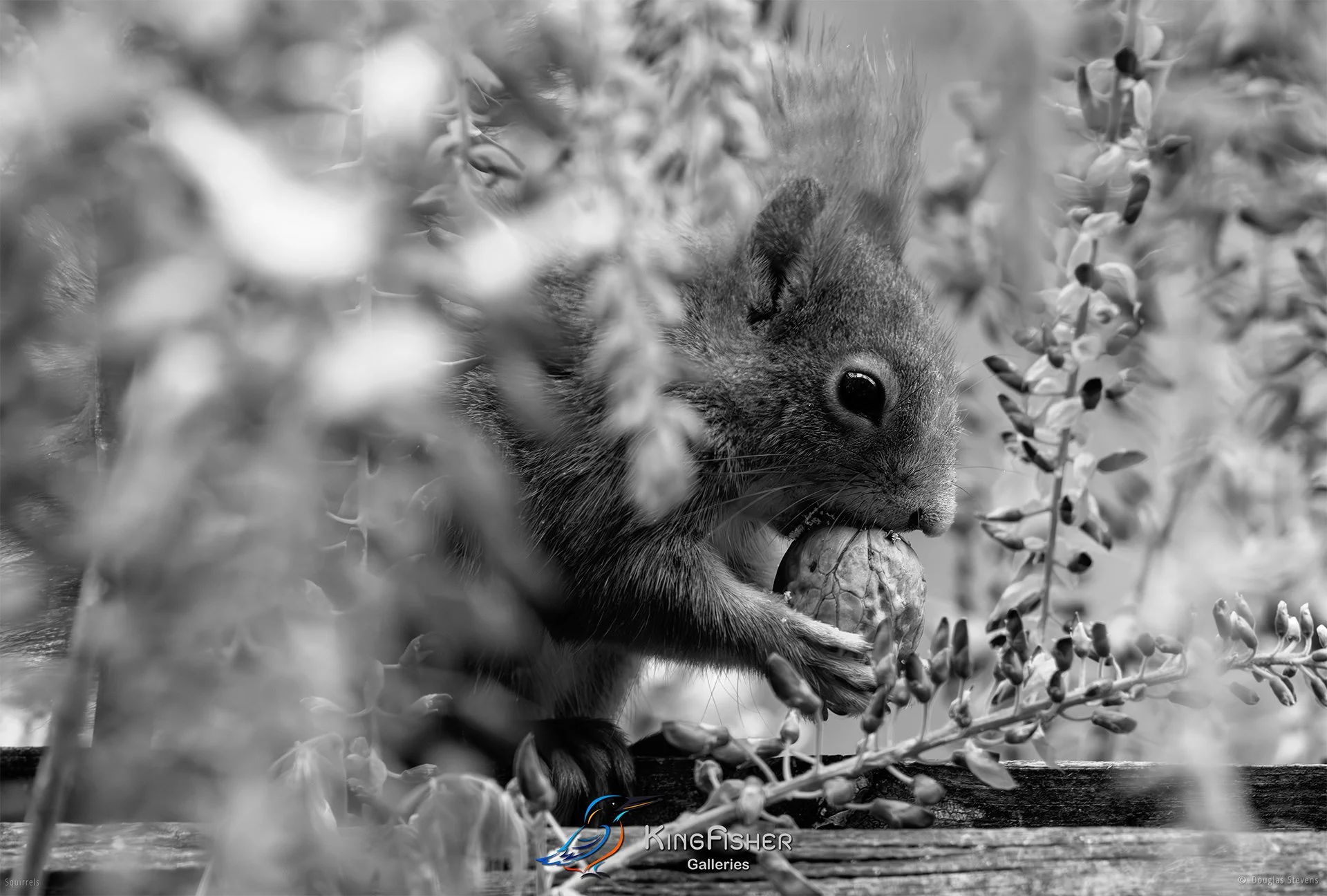 583_DST_Squirrels_Walnut_Delight_L_BW.jpg