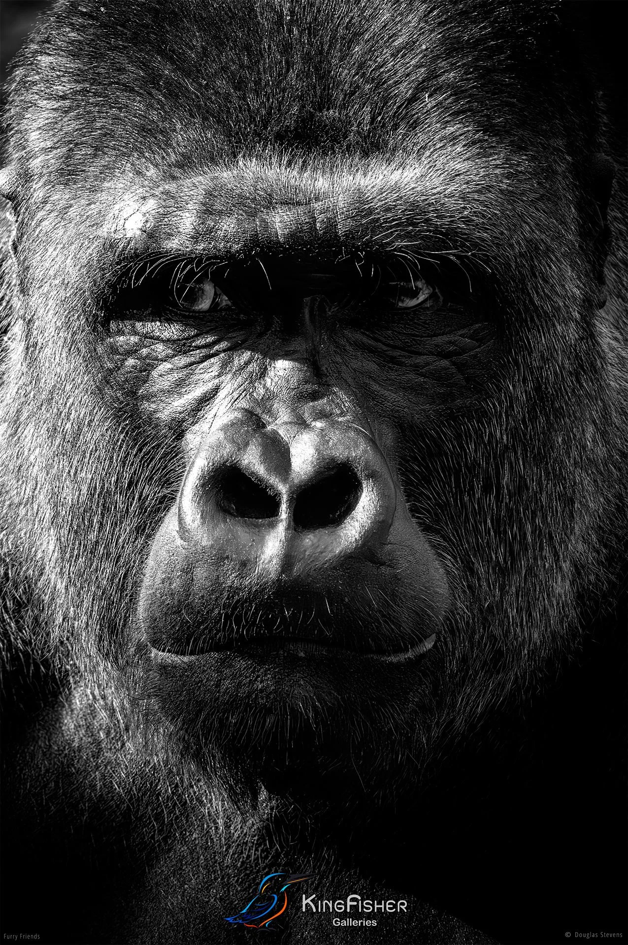 291_DST_Animals_Gorilla_Portrait_P_BW.jpg
