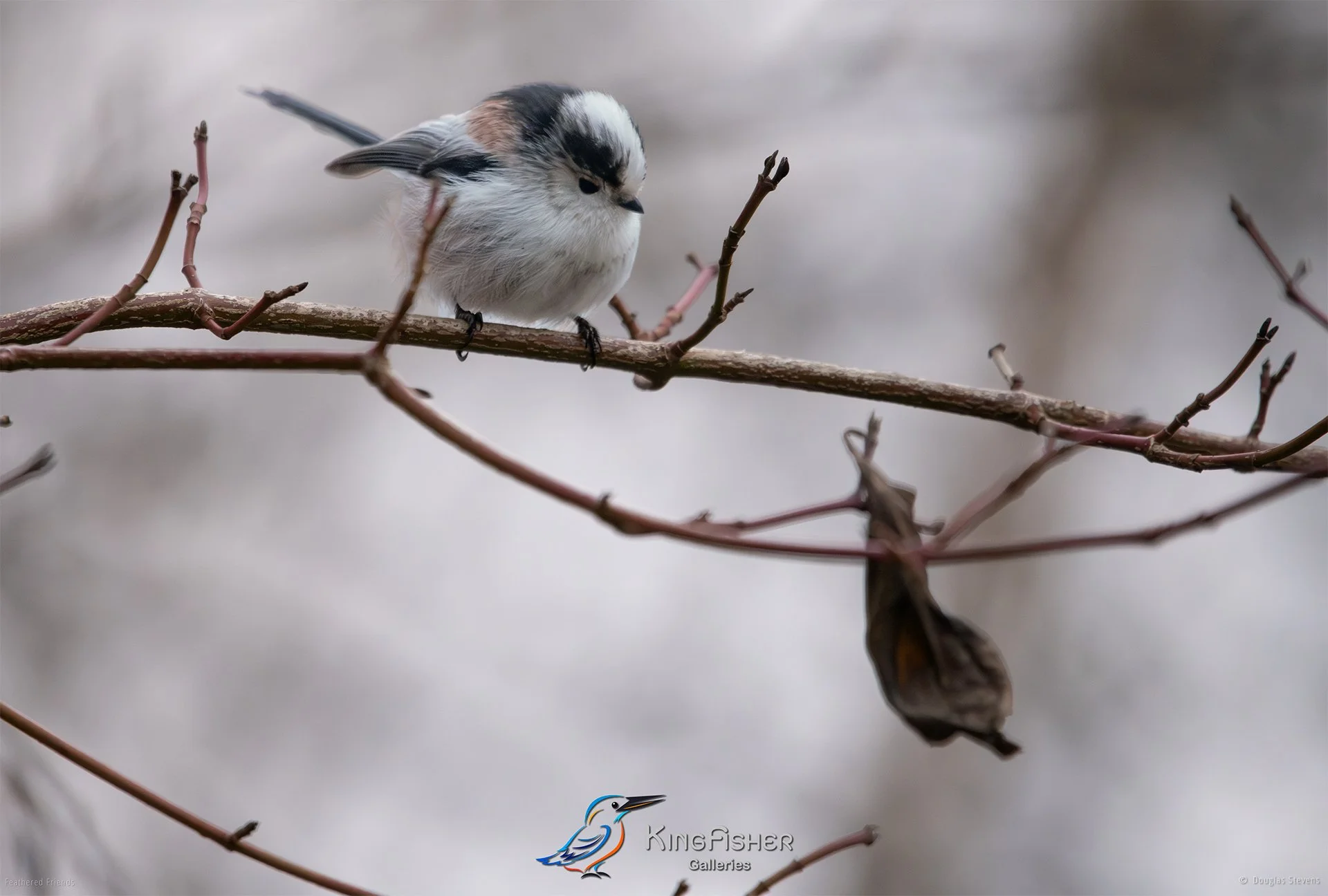 420_DST_Birds_2025_Long_Tailed_Tit_L.jpg