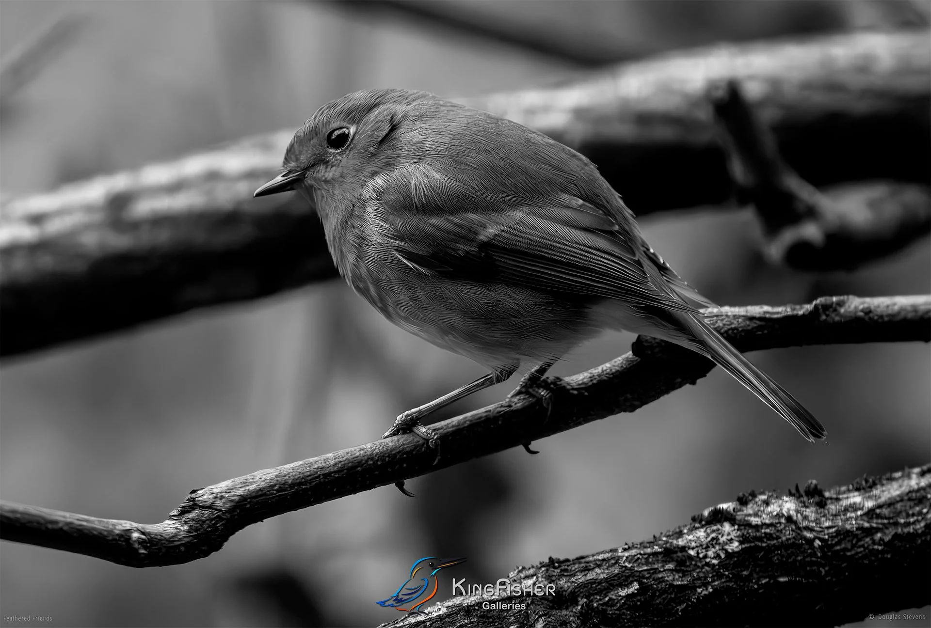 679_DST_Birds_2025_Robin_L_BW.jpg