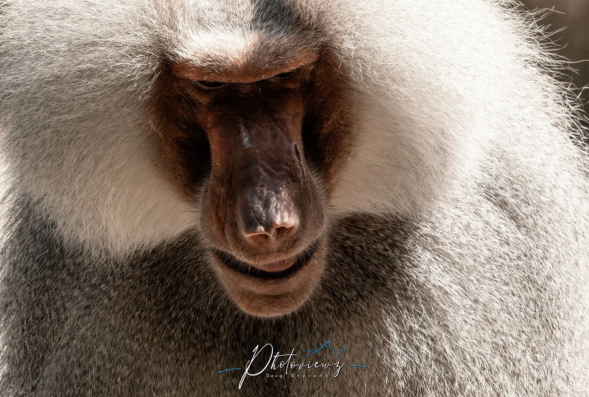 294_DST_Animals_Hamadryas_Baboon_Contemplative_L.jpg
