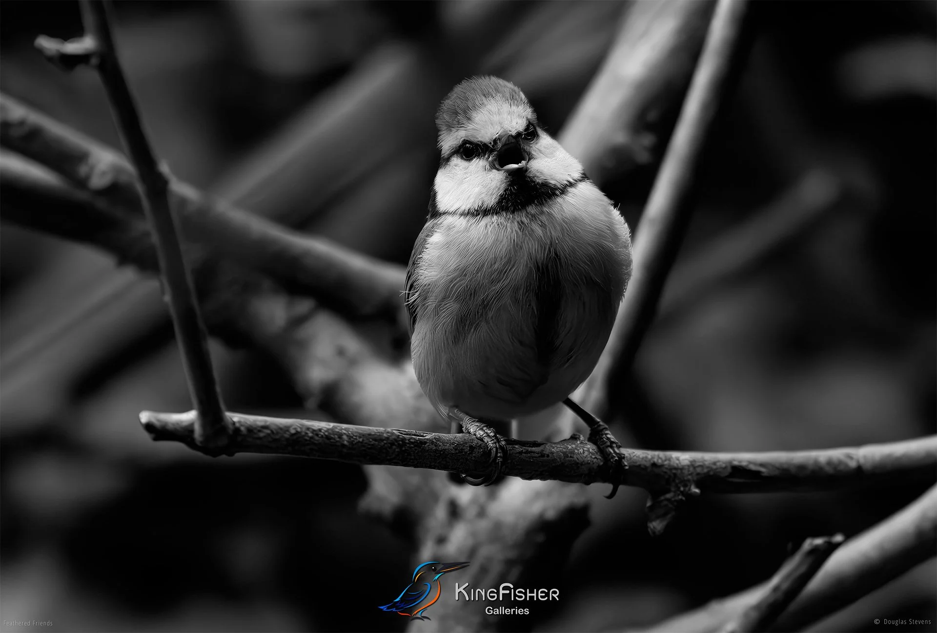 704_DST_Birds_2025_Blue_Tit_L_BW.jpg