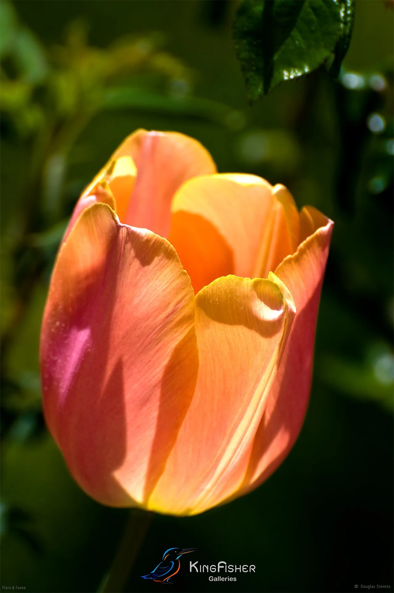 036_DST_Flora_Fauna_2009_Tulip_P.jpg