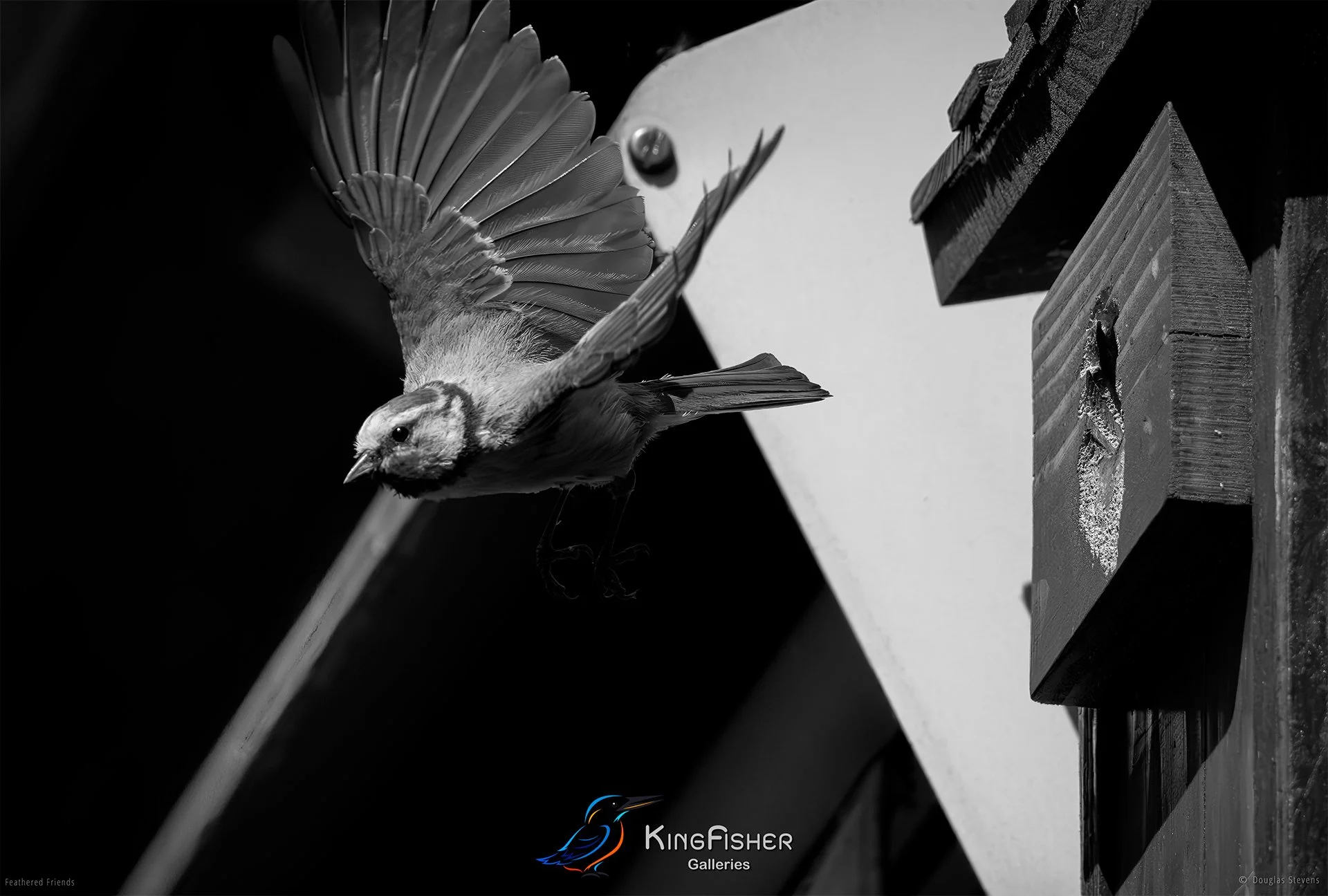 563_DST_Birds_2025_Blue_Tit_Departure_L_BW.jpg