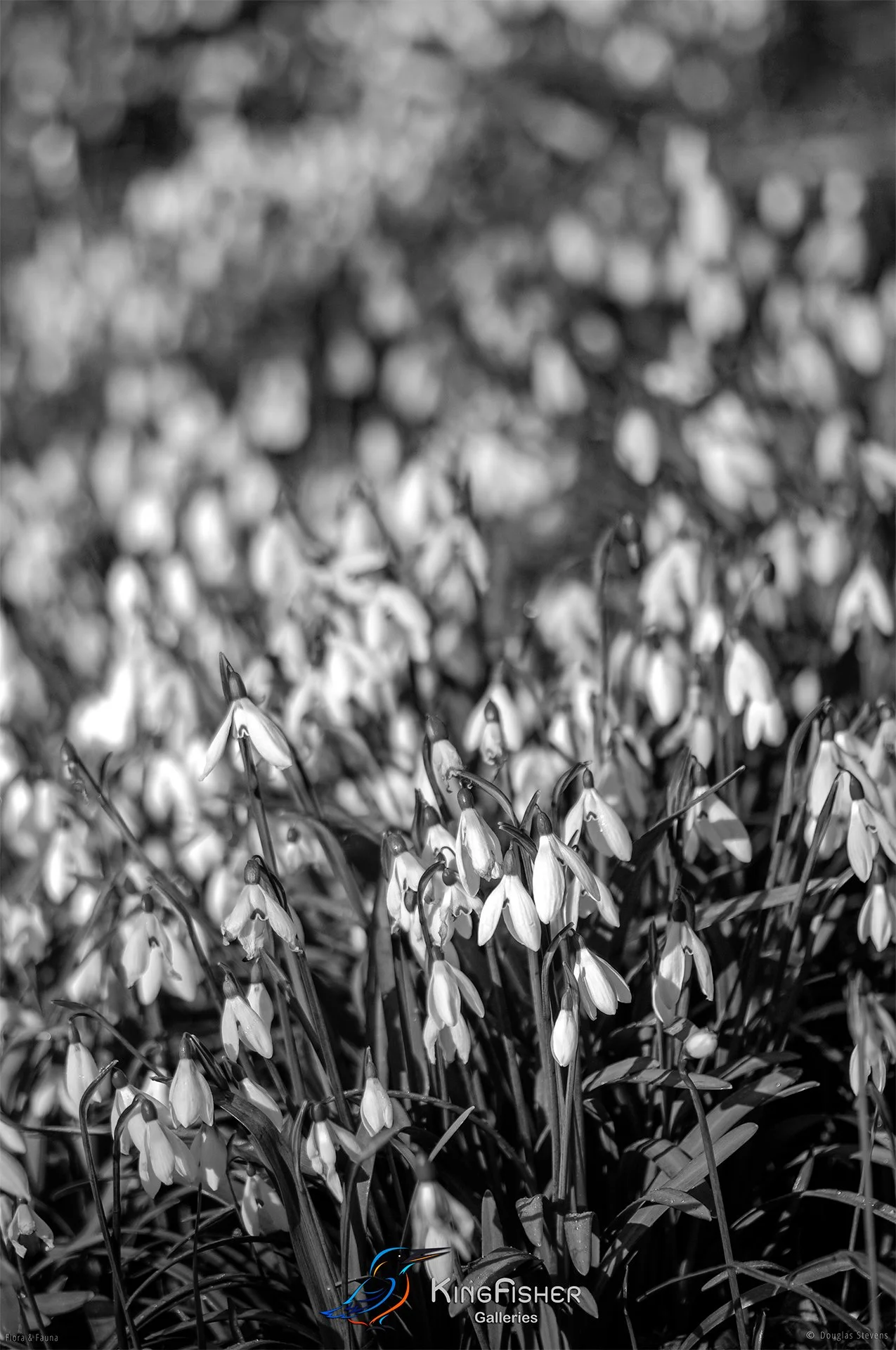 087_DST_Flora_Fauna_2012_Snowbells_P_BW.jpg
