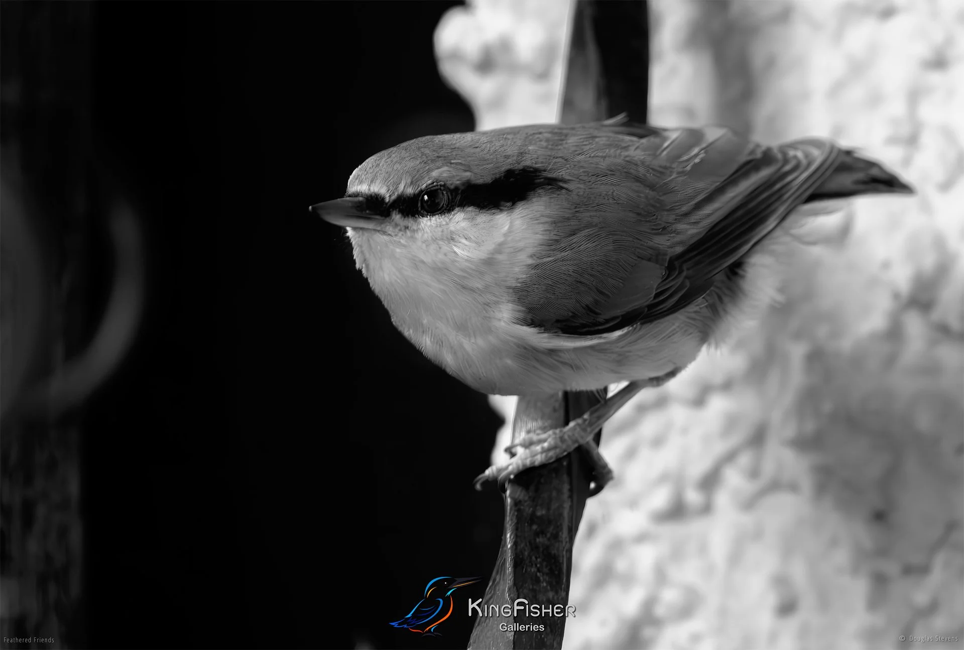535_DST_Birds_2025_Nuthatch_L_BW.jpg