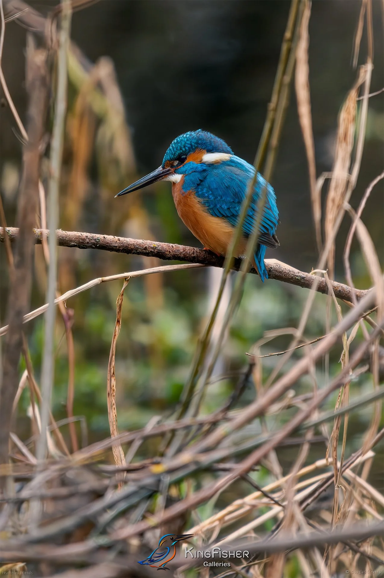 439_DST_Birds_2025_Kingfisher_Marsh_Scouting_P.jpg