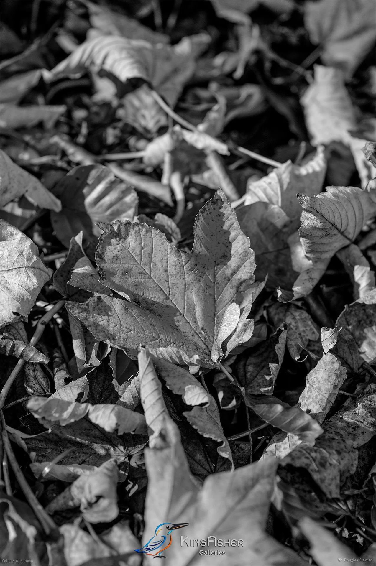 009_DST_Colours_Of_Autumn_P_BW.jpg