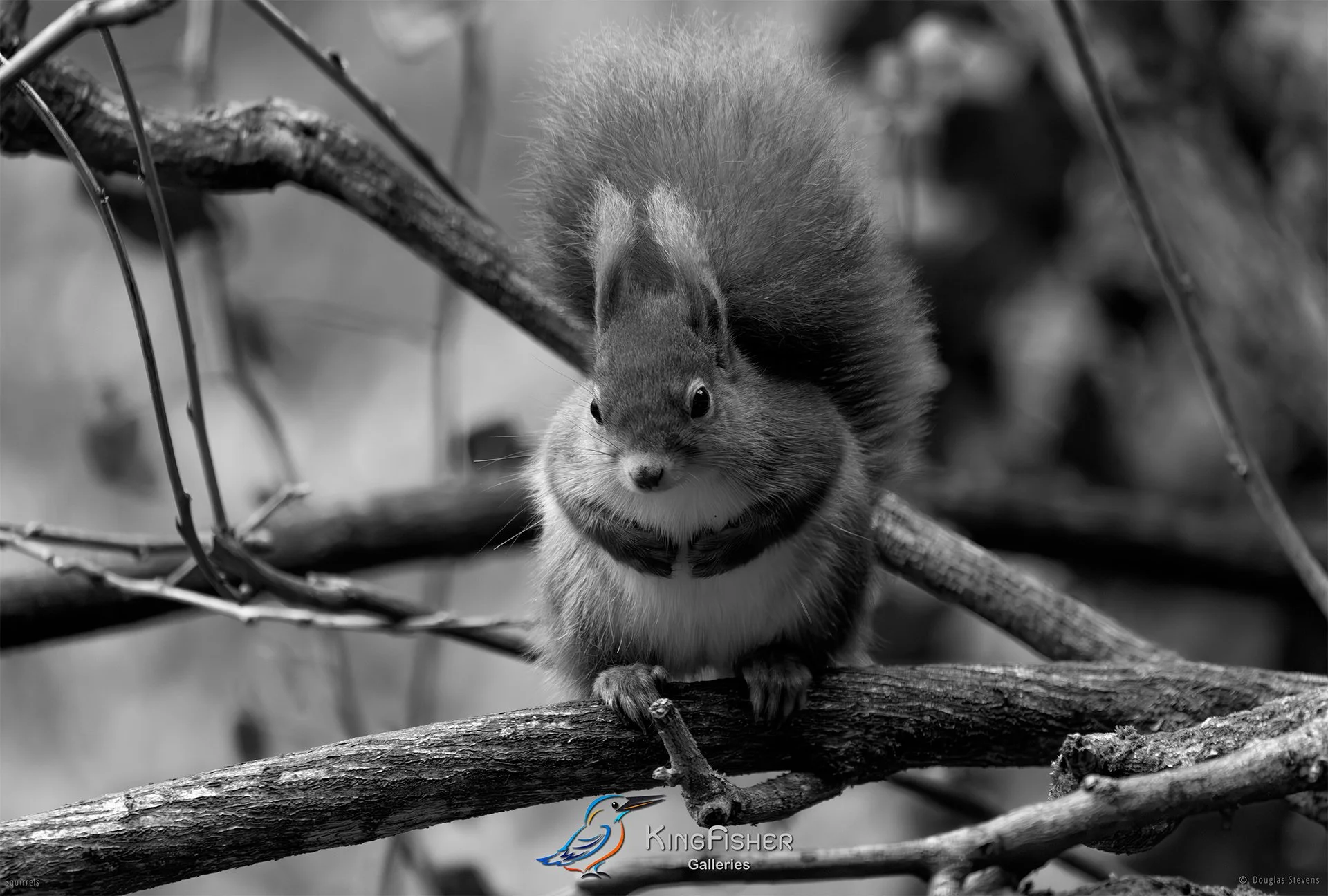 569_DST_Squirrels_Winter_Fat_L_BW.jpg