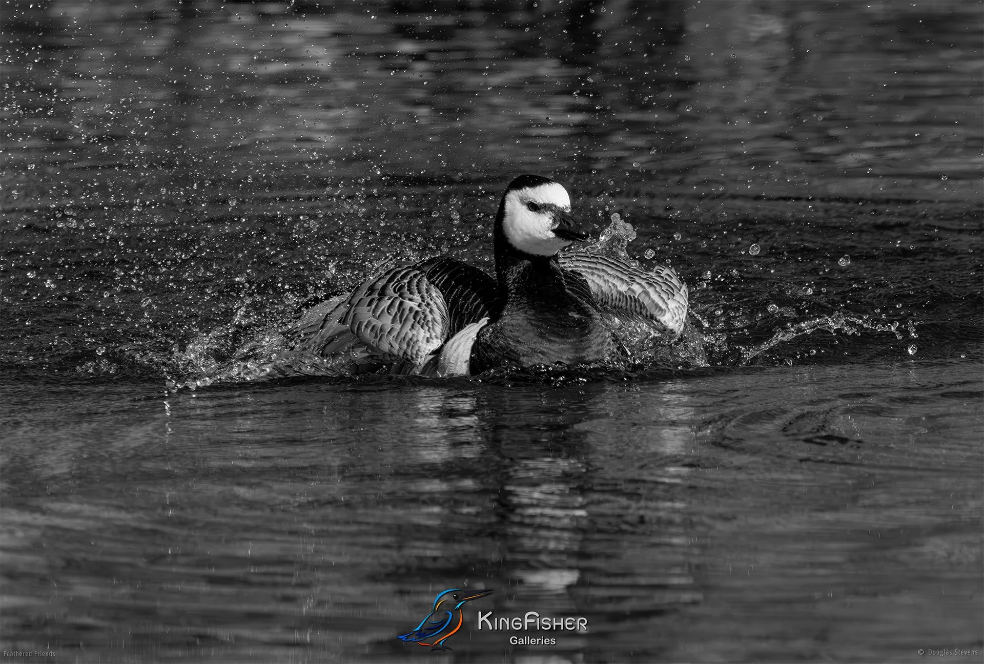 490_DST_Birds_2025_Barnacle_Goose_Washing_L_BW.jpg