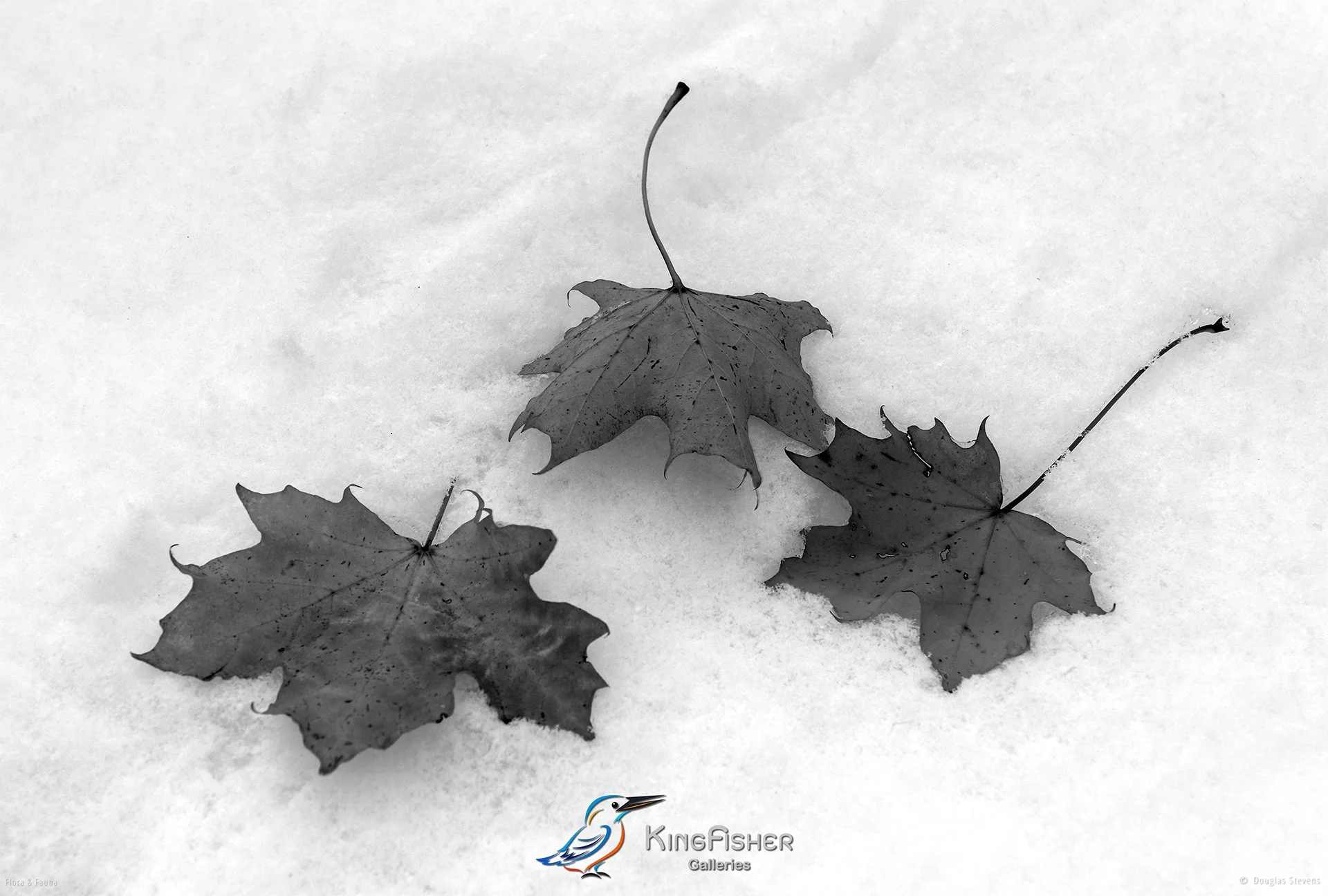 008_DST_Flora_Fauna_2008_Autumn_Snow_L_BW.jpg