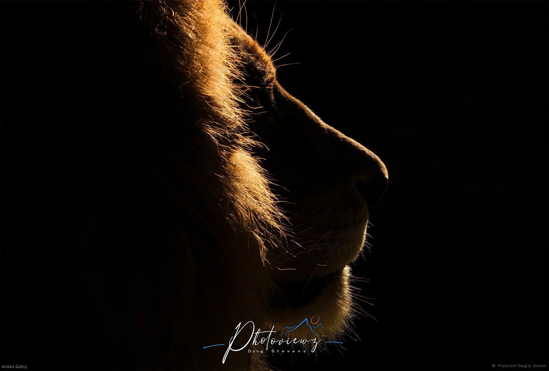 289_DST_Animals_Lion_Profile_L.jpg