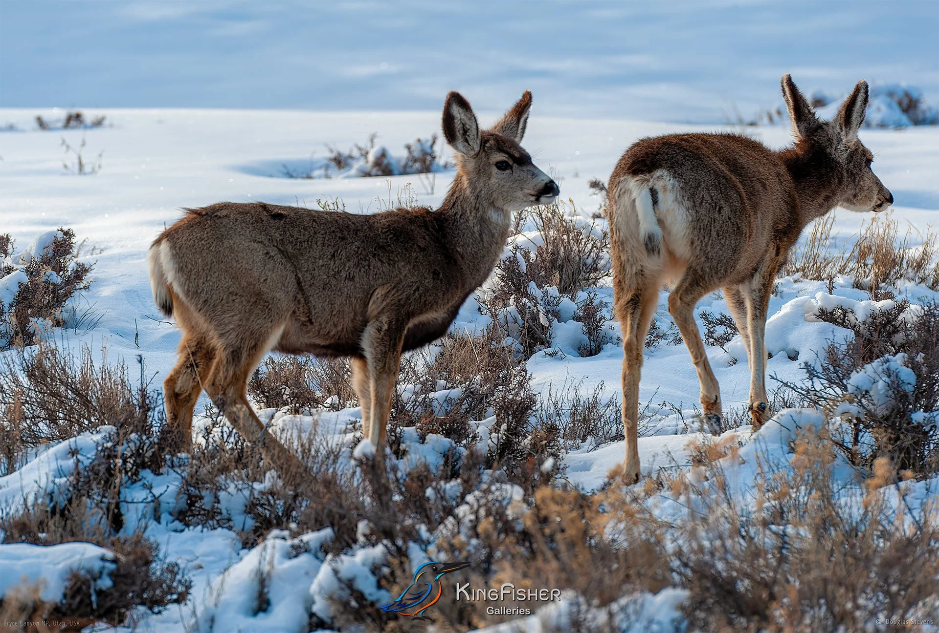 050_DST_Bryce_Canyon_NP_UT_USA_2012_L.jpg