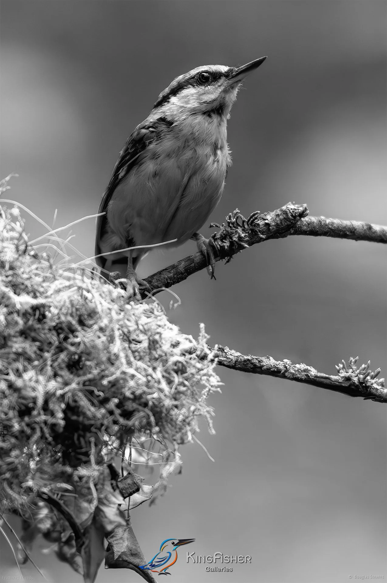 617_DST_Birds_2025_Nuthatch_Alert_P_BW.jpg