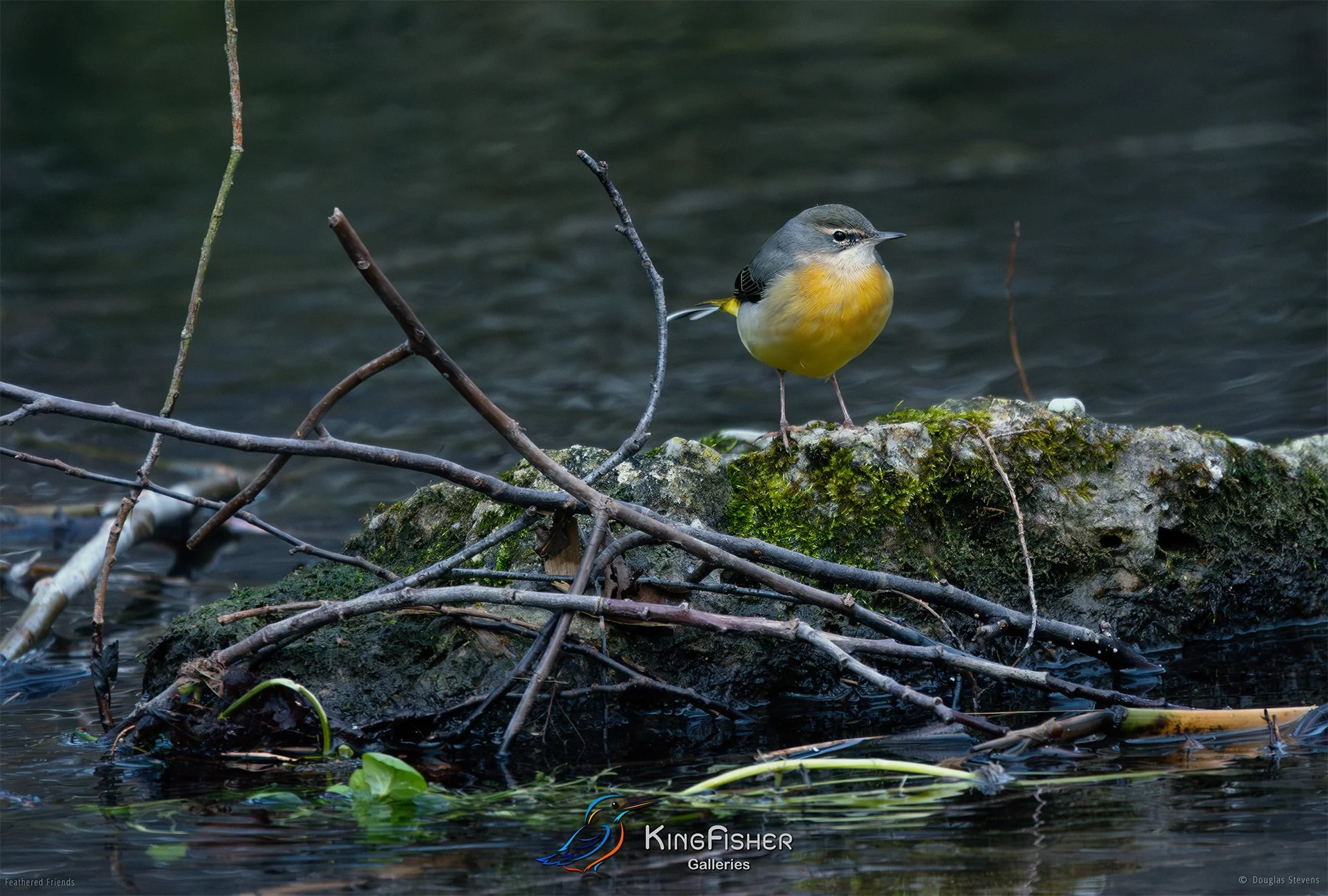 447_DST_Birds_2025_Grey_Wagtail_L.jpg