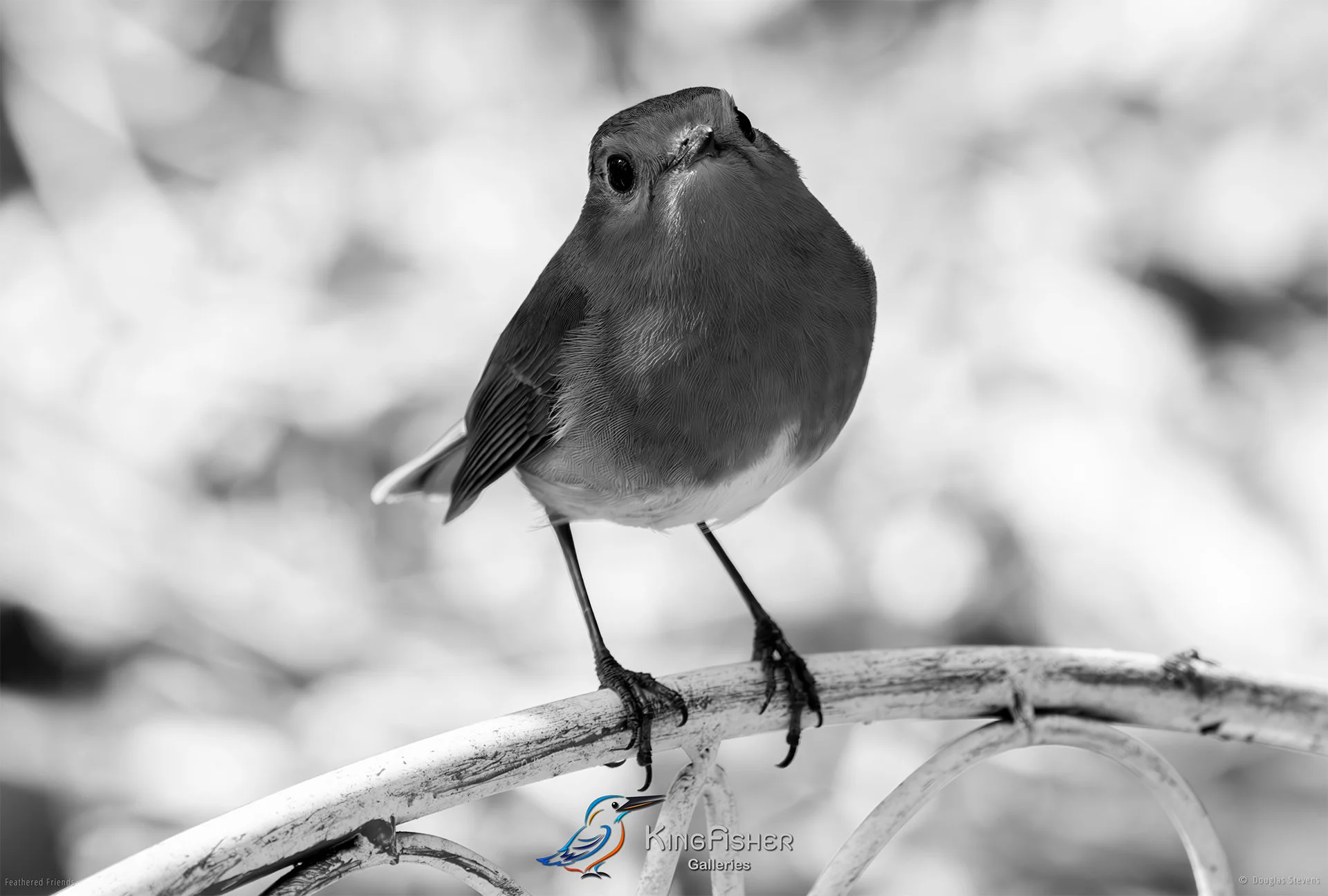 517_DST_Birds_2025_Robin_In_The_Shade_L_BW.jpg