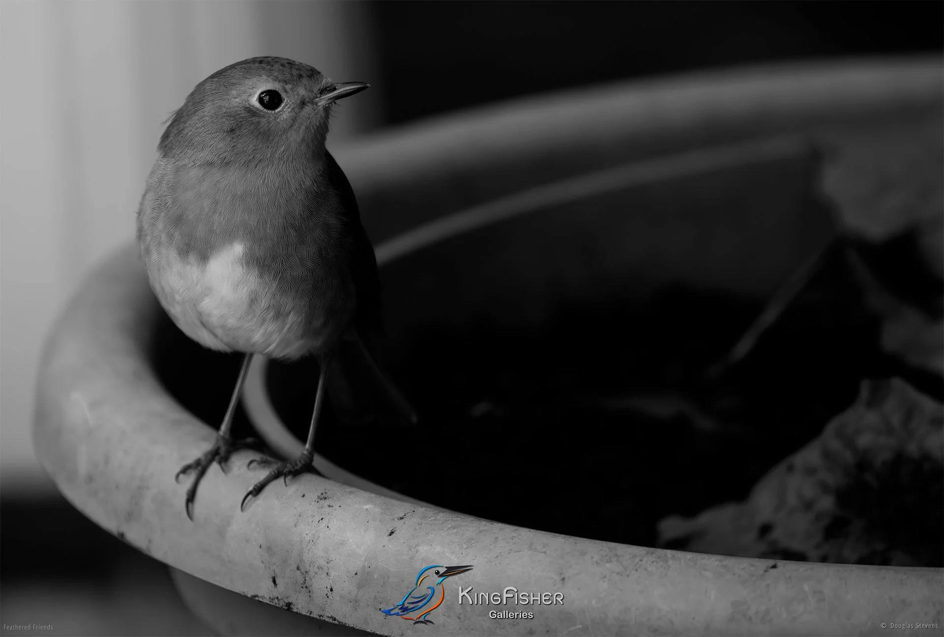 507_DST_Birds_2025_Robin_Evening_L_BW.jpg