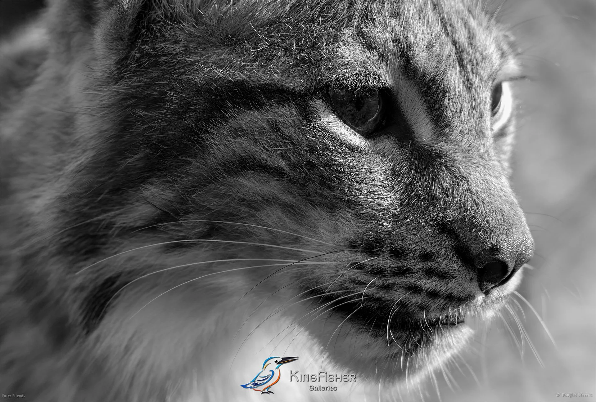 286_DST_Animals_Eurasian_Lynx_L_BW.jpg