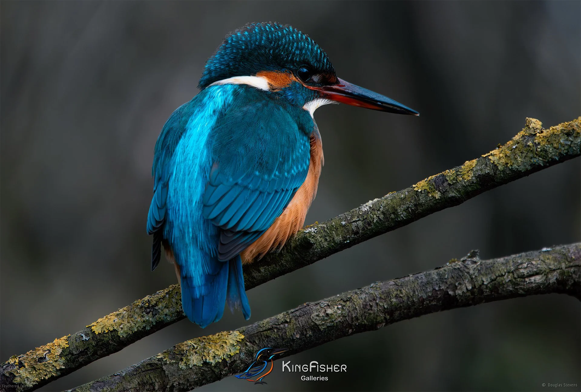 421_DST_Birds_2025_Kingfisher_L.jpg
