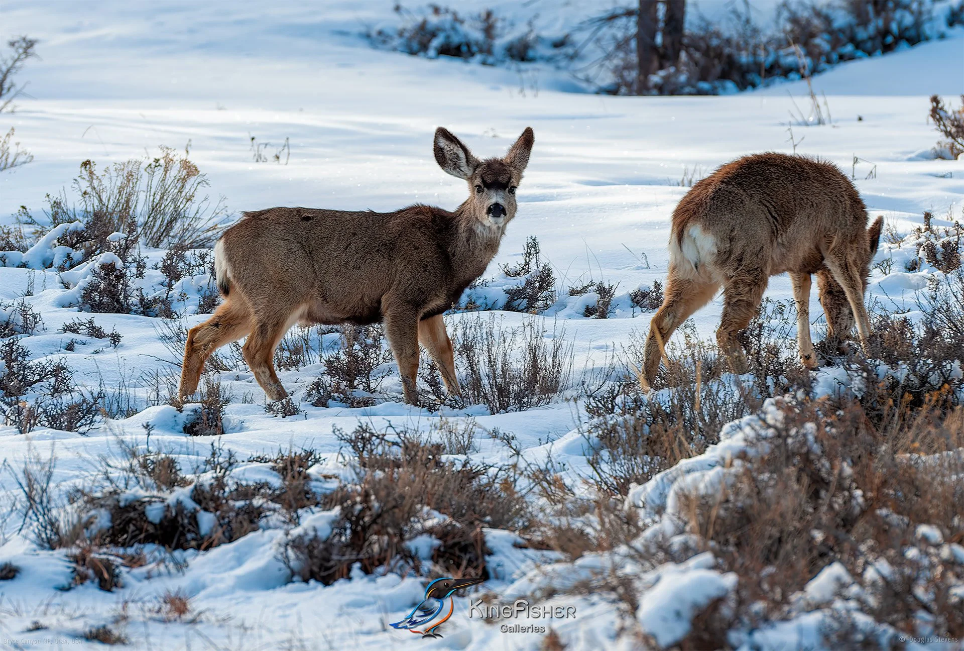 052_DST_Bryce_Canyon_NP_UT_USA_2012_L.jpg
