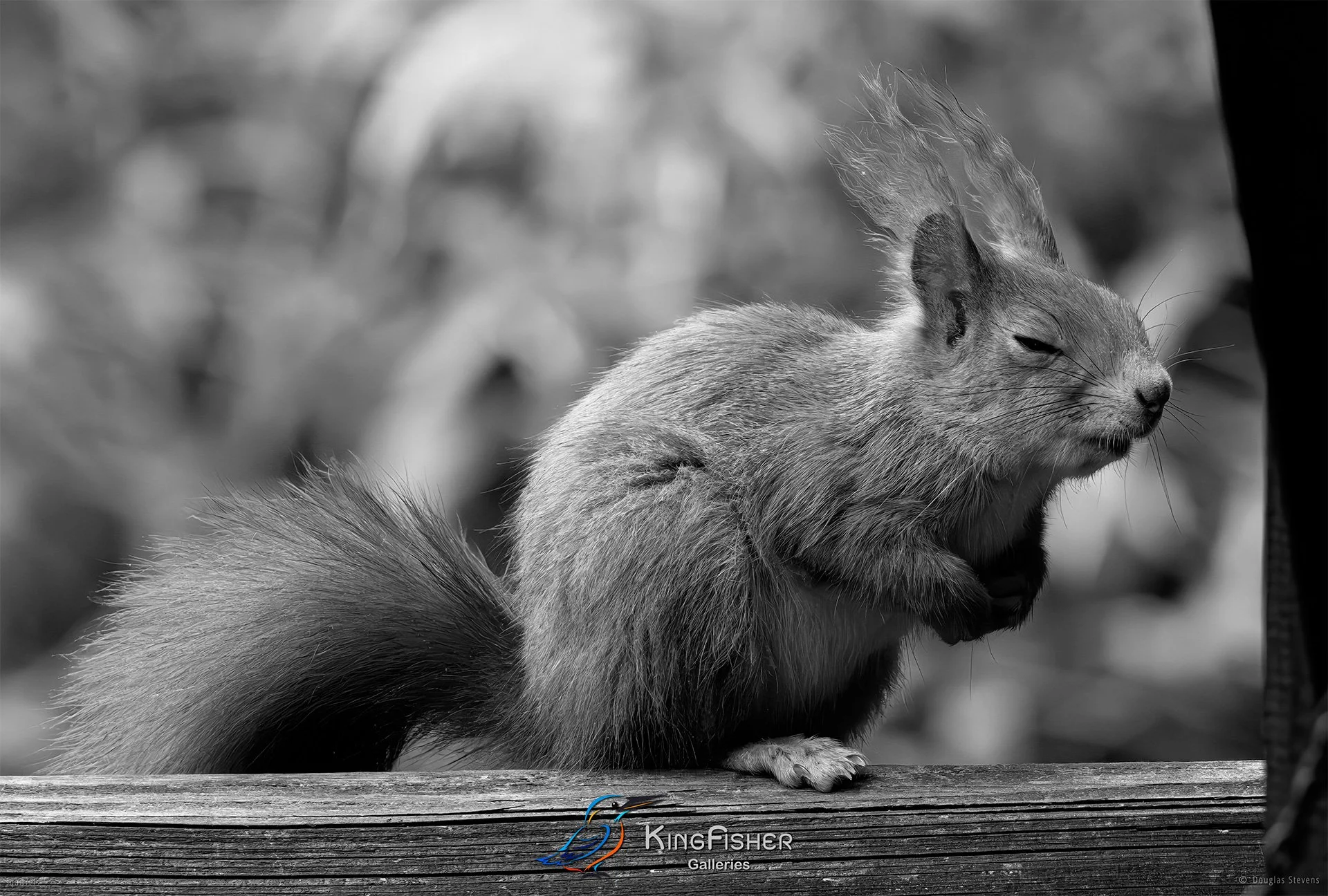 561_DST_Squirrels_Sleepy_L_BW.jpg
