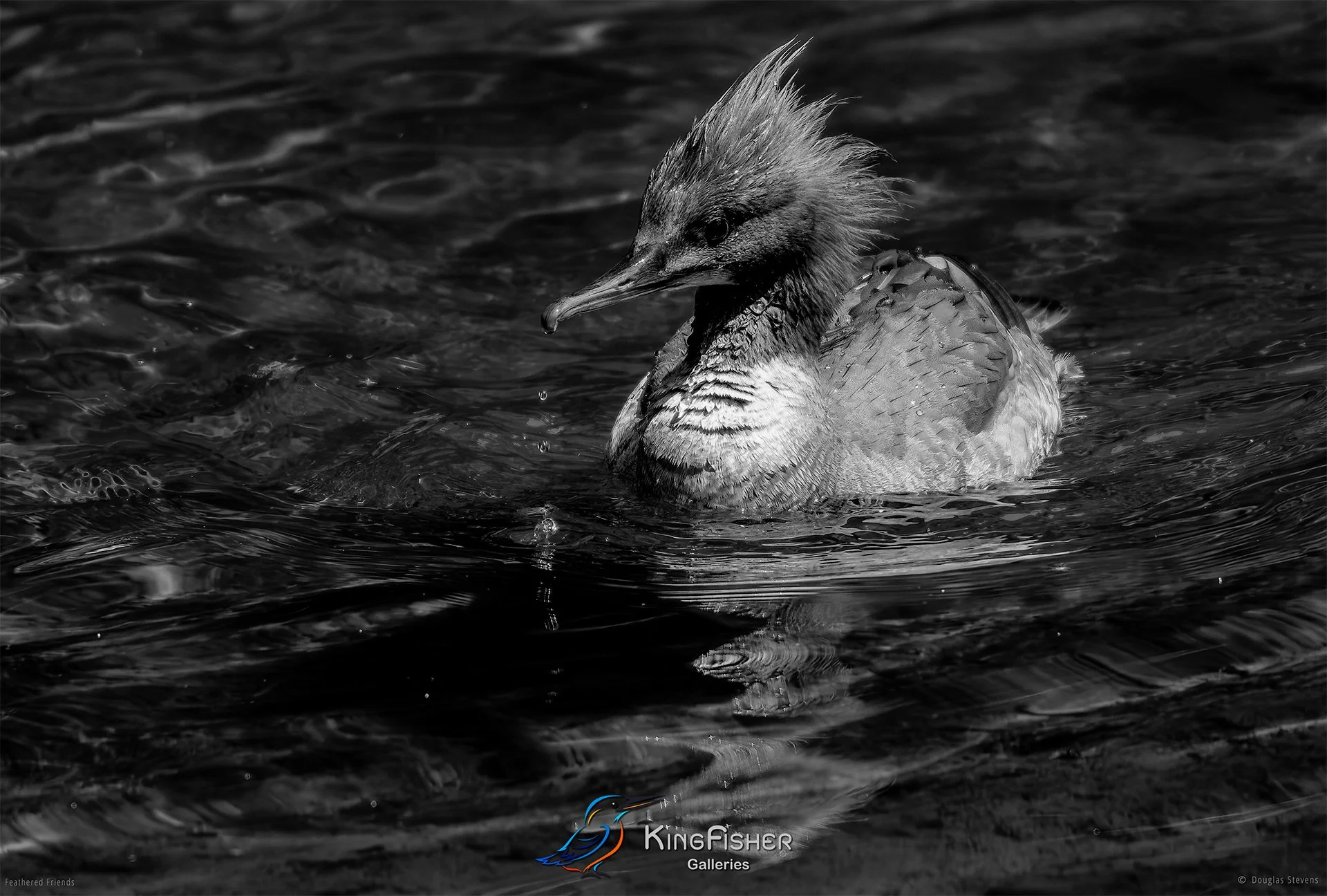 666_DST_Birds_2025_Merganser_L_BW.jpg