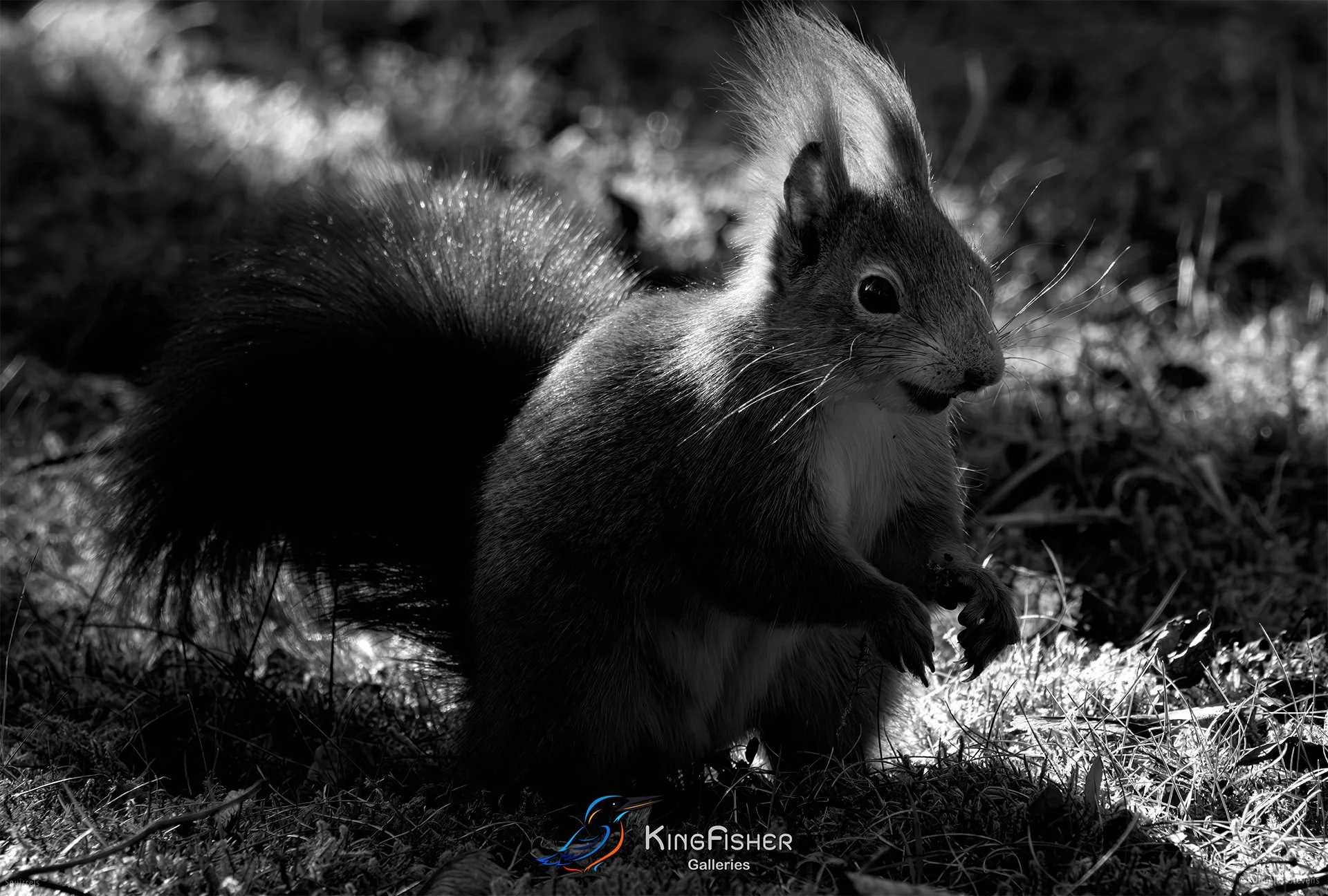 550_DST_Squirrels_Happy_As_Larry_L_BW.jpg
