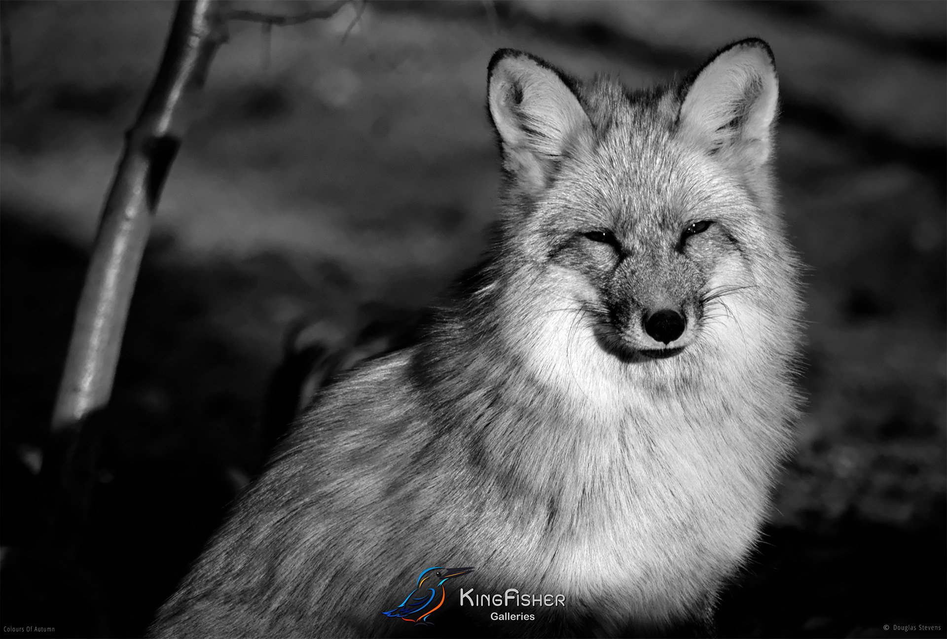 059_DST_Colours_Of_Autumn_L_BW.jpg