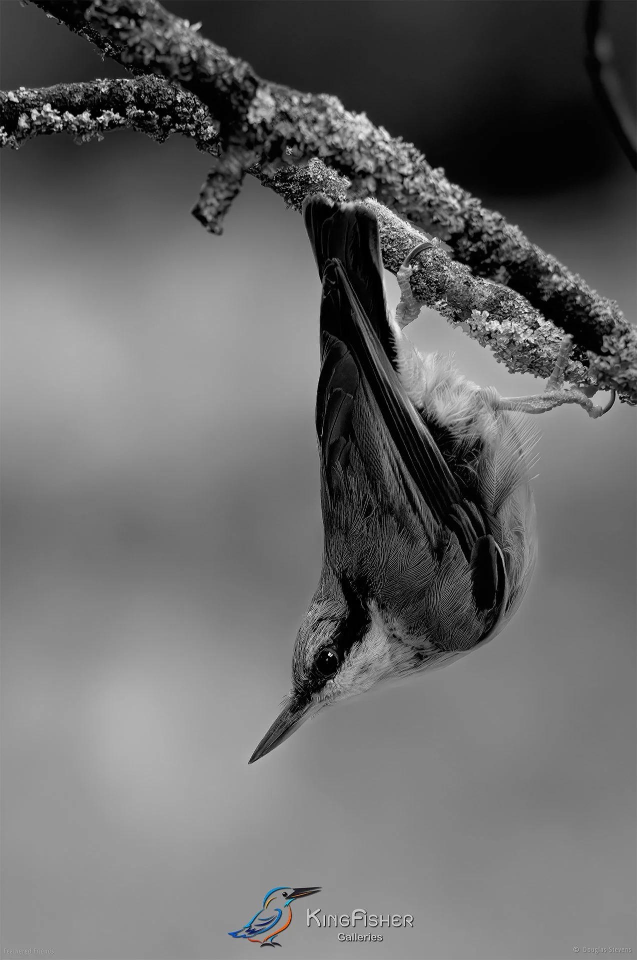 584_DST_Birds_2025_Nuthatch_Free_Climber_P_BW.jpg