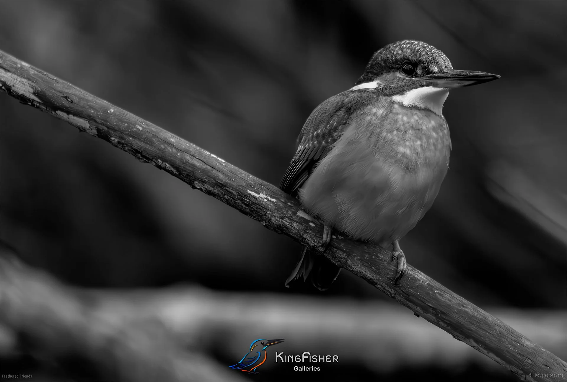 487_DST_Birds_2025_Kingfisher_L_BW.jpg