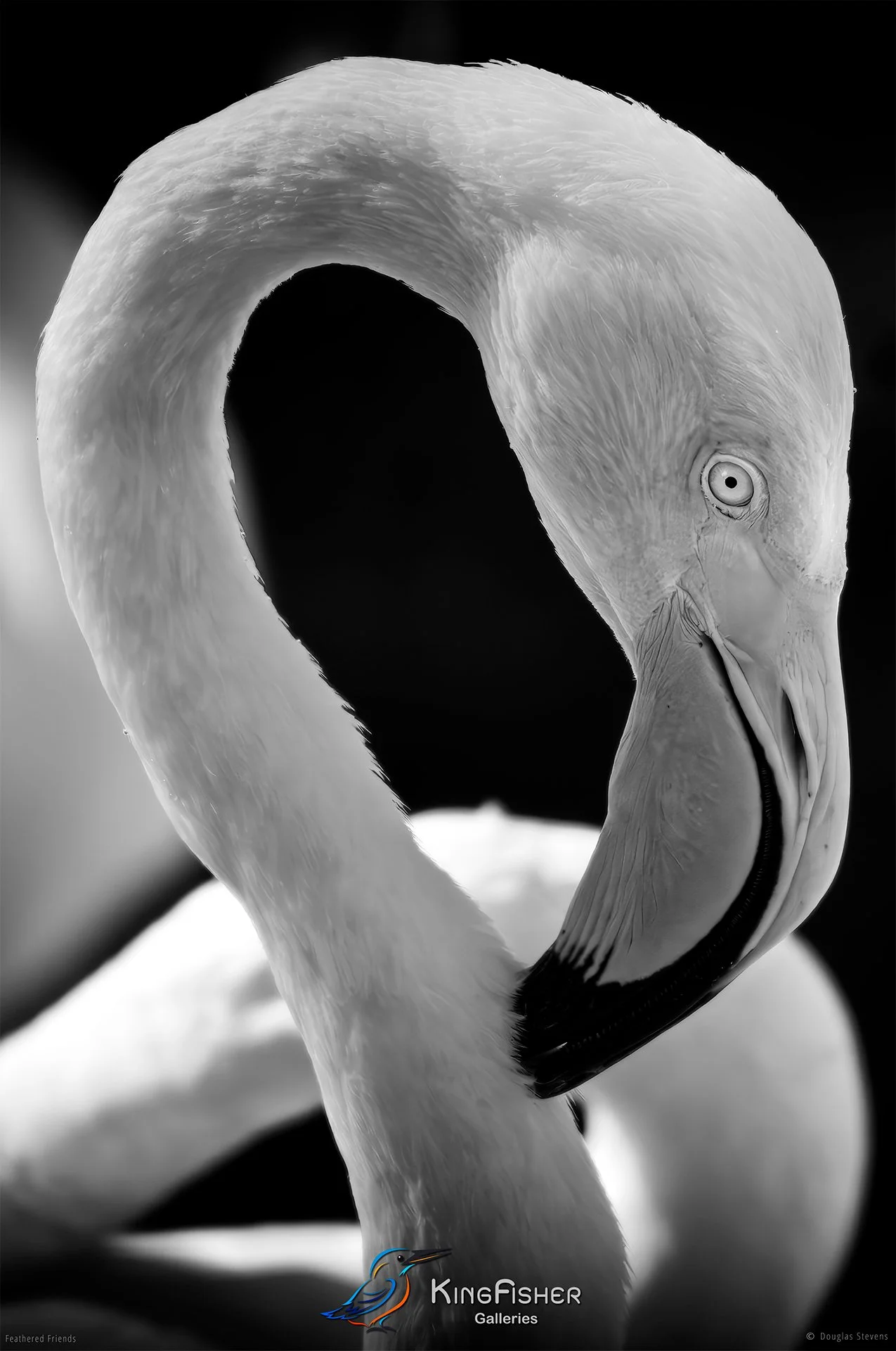 607_DST_Birds_2025_Greater_Flamingo_P_BW.jpg