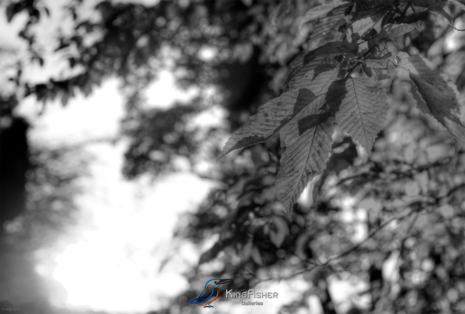 062_DST_Flora_Fauna_2011_Golden_Brown_L_BW.jpg