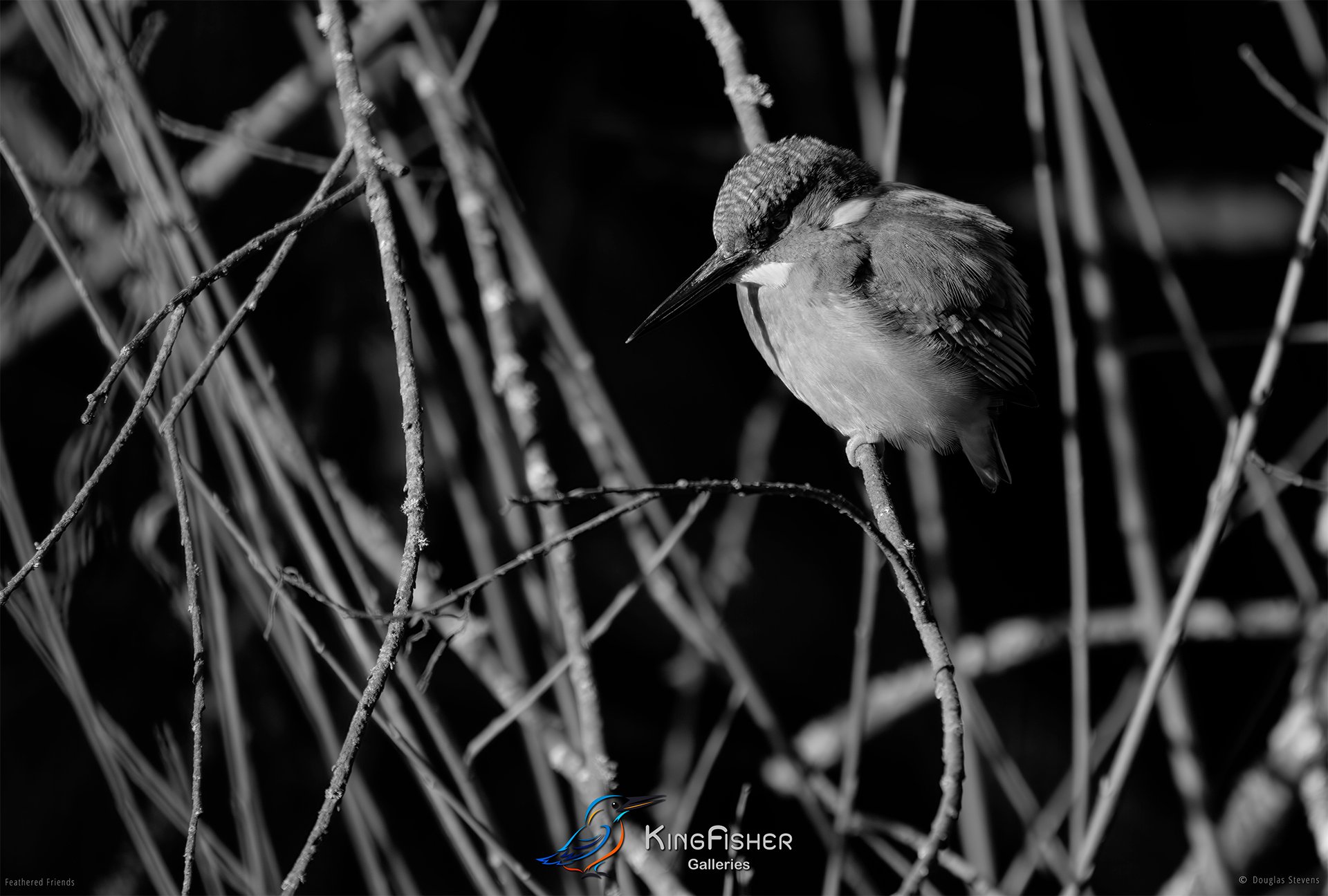 493_DST_Birds_2025_Kingfisher_L_BW.jpg