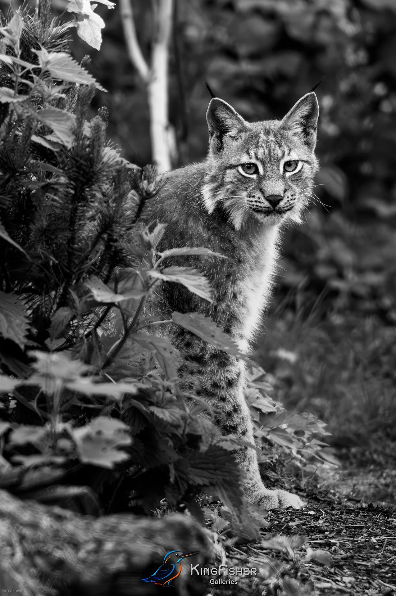 305_DST_Animals_Eurasian_Lynx_Seated_P_BW.jpg