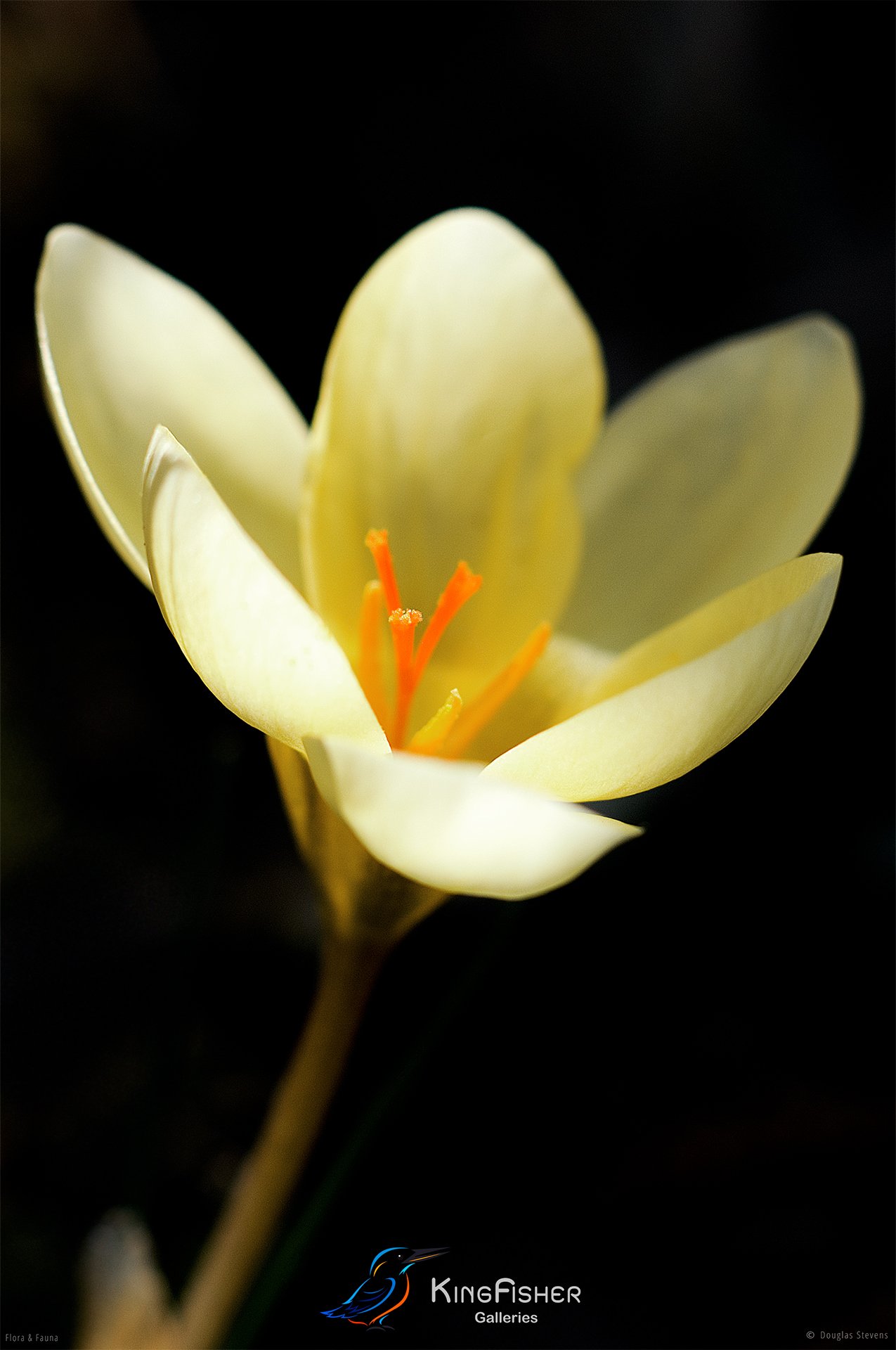 018_DST_Flora_Fauna_2008_Crocus_P.jpg