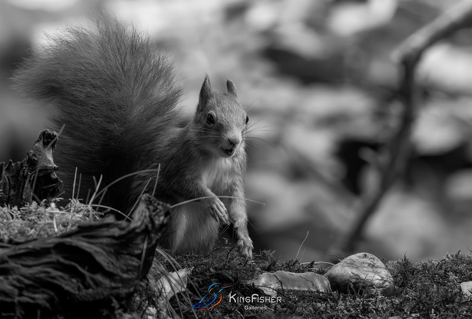 587_DST_Squirrels_Happy_Squirrel_L_BW.jpg