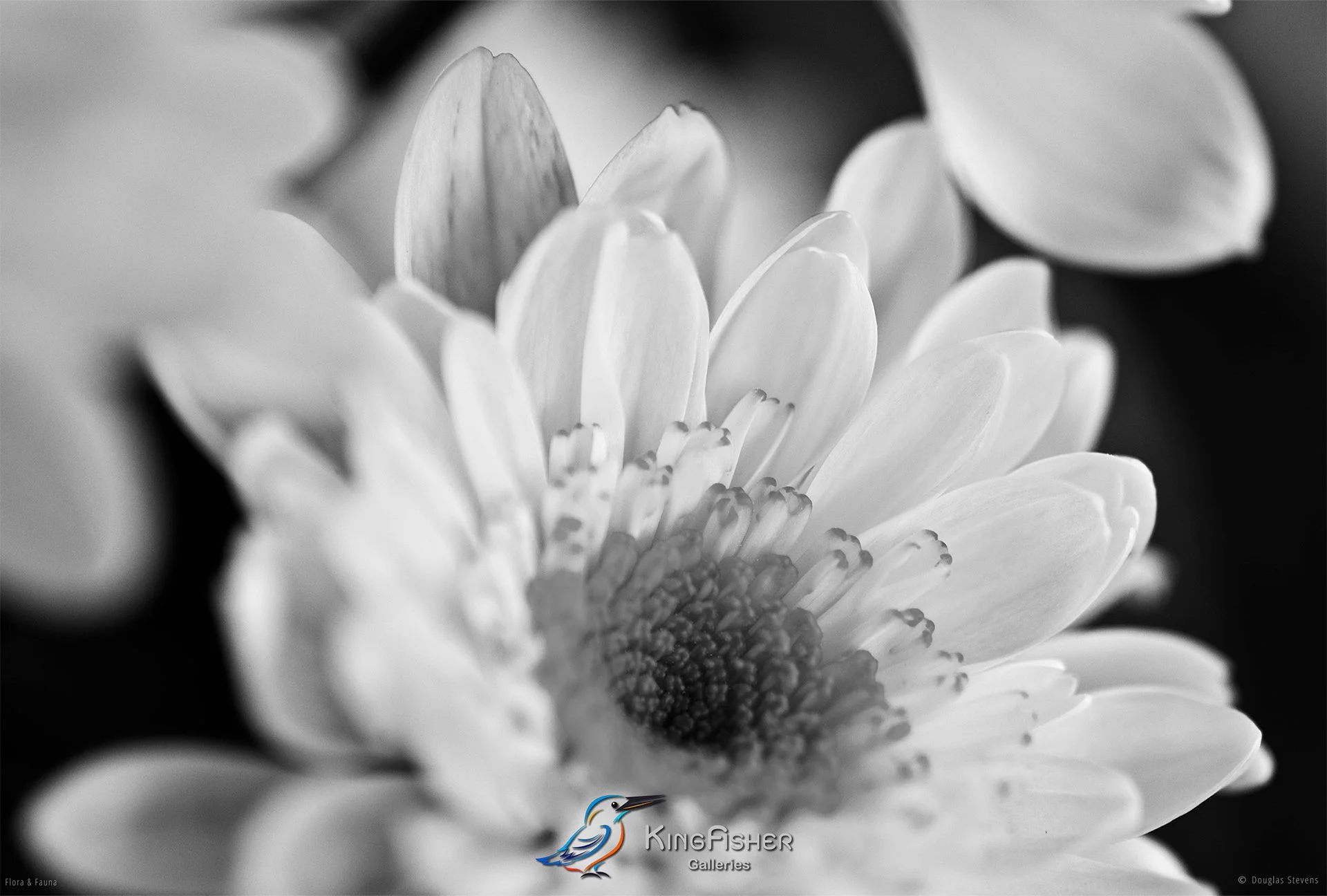 012_DST_Flora_Fauna_2008_Chrysanthemum_L_BW.jpg