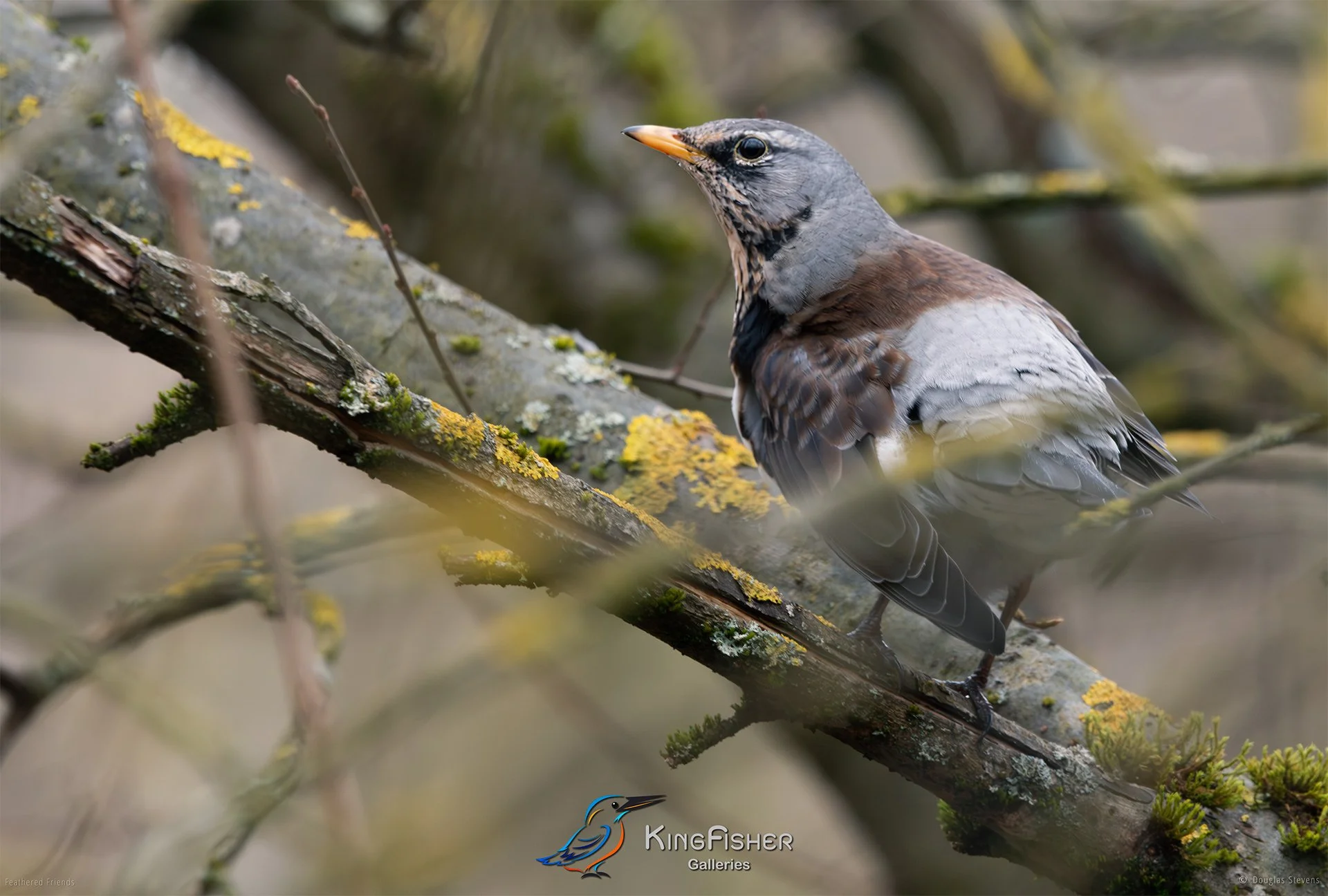 437_DST_Birds_2025_Fieldfare_Wary_L.jpg
