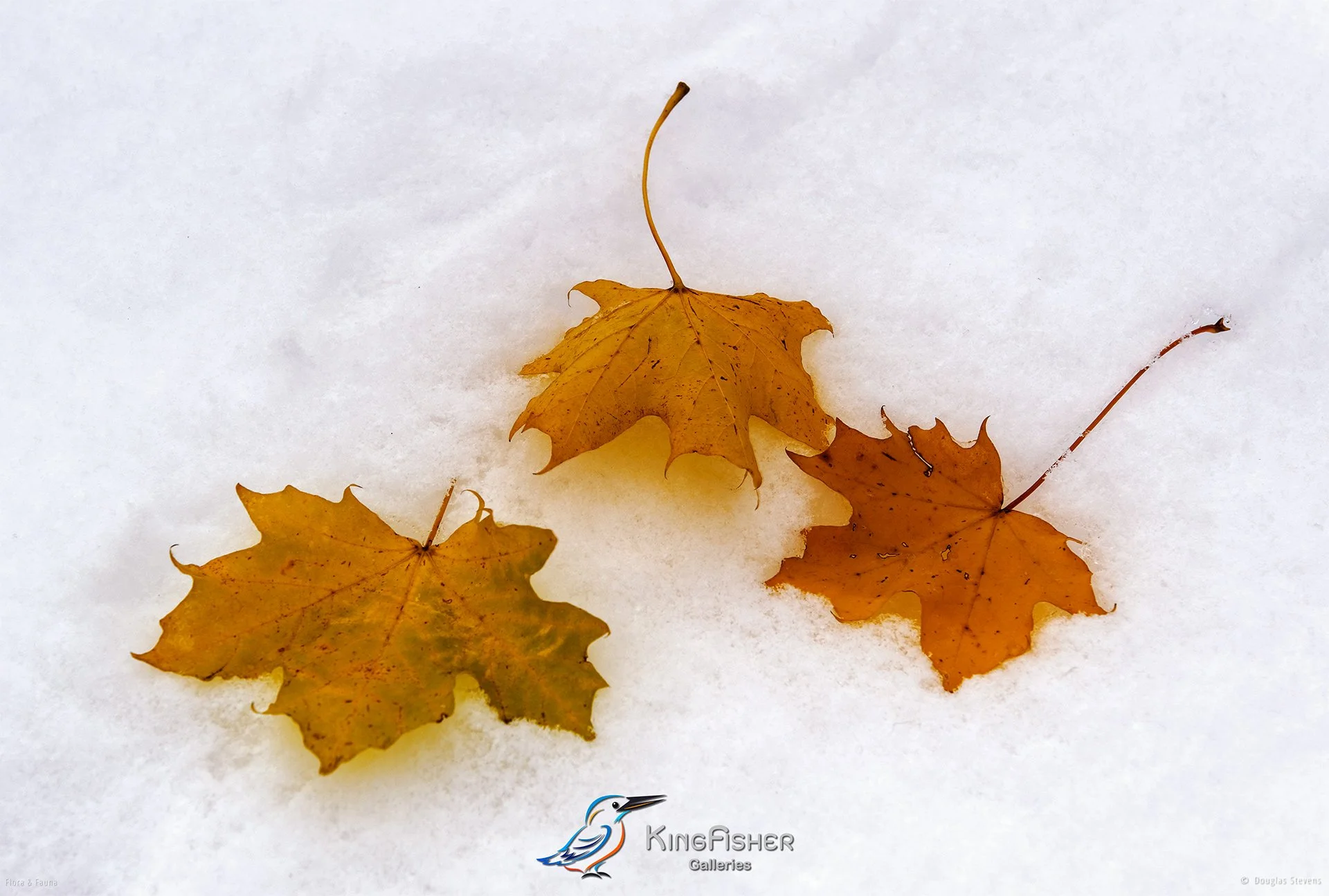 008_DST_Flora_Fauna_2008_Autumn_Snow_L.jpg