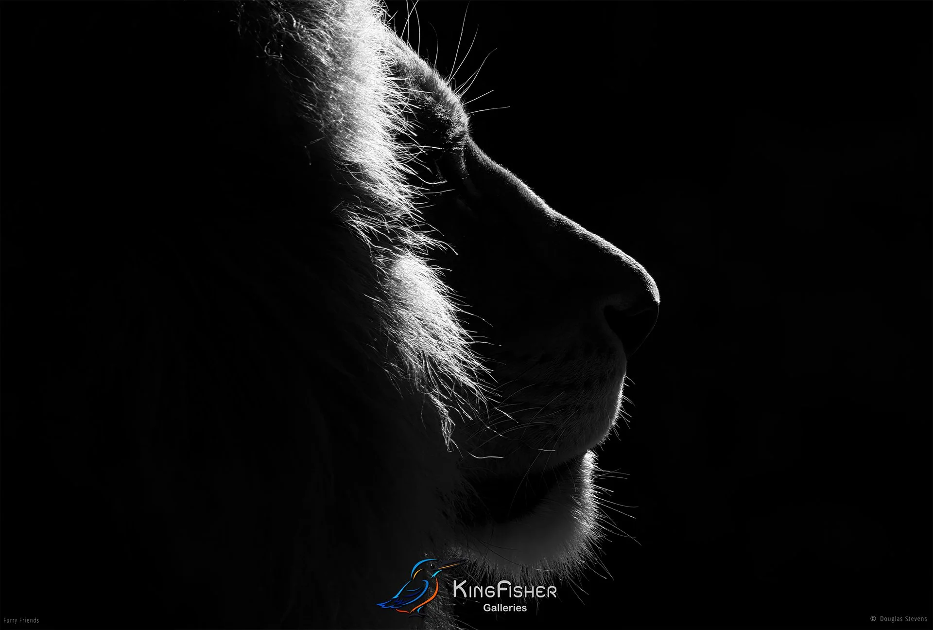 289_DST_Animals_Lion_Profile_L_BW.jpg