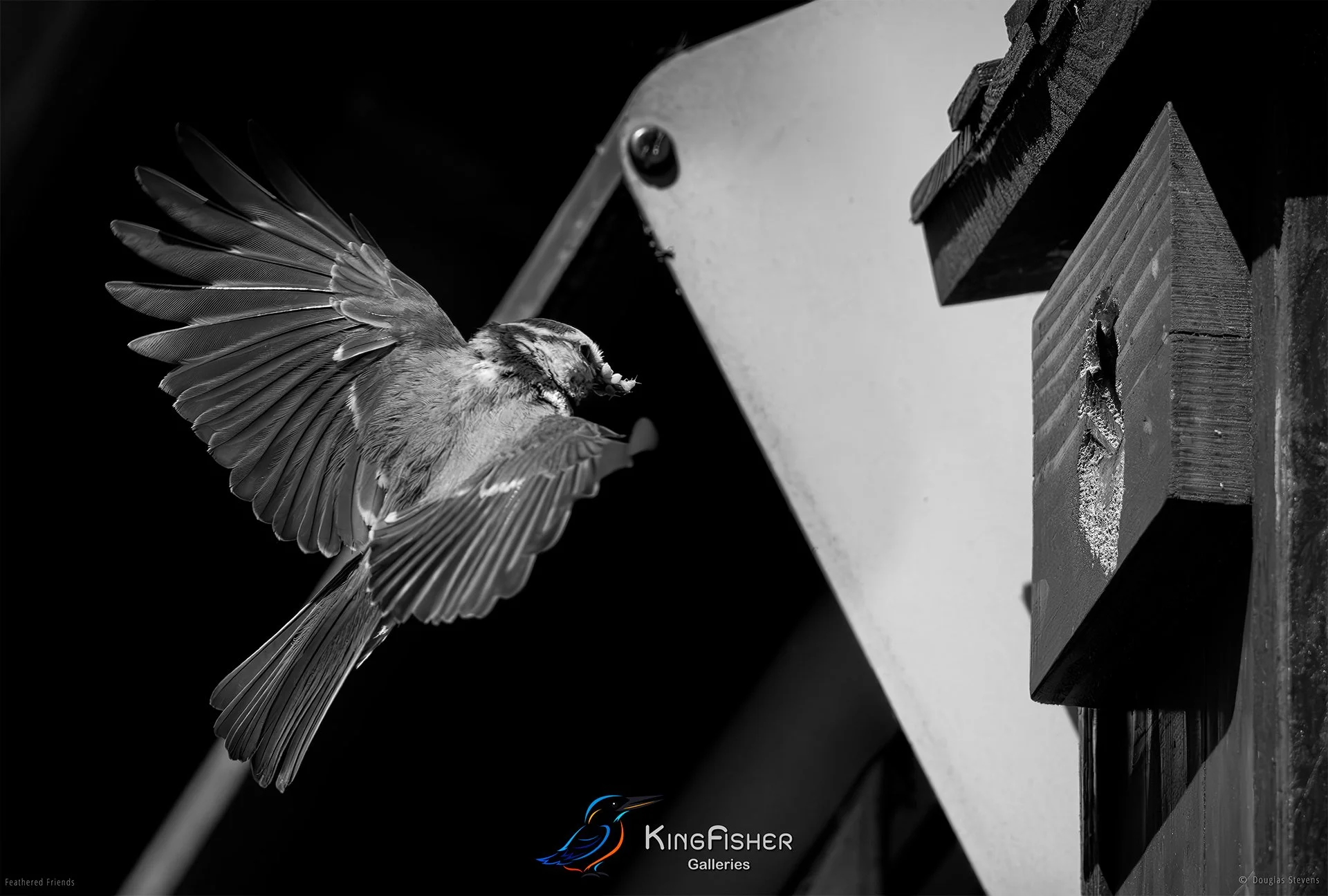 562_DST_Birds_2025_Blue_Tit_Arrival_L_BW.jpg